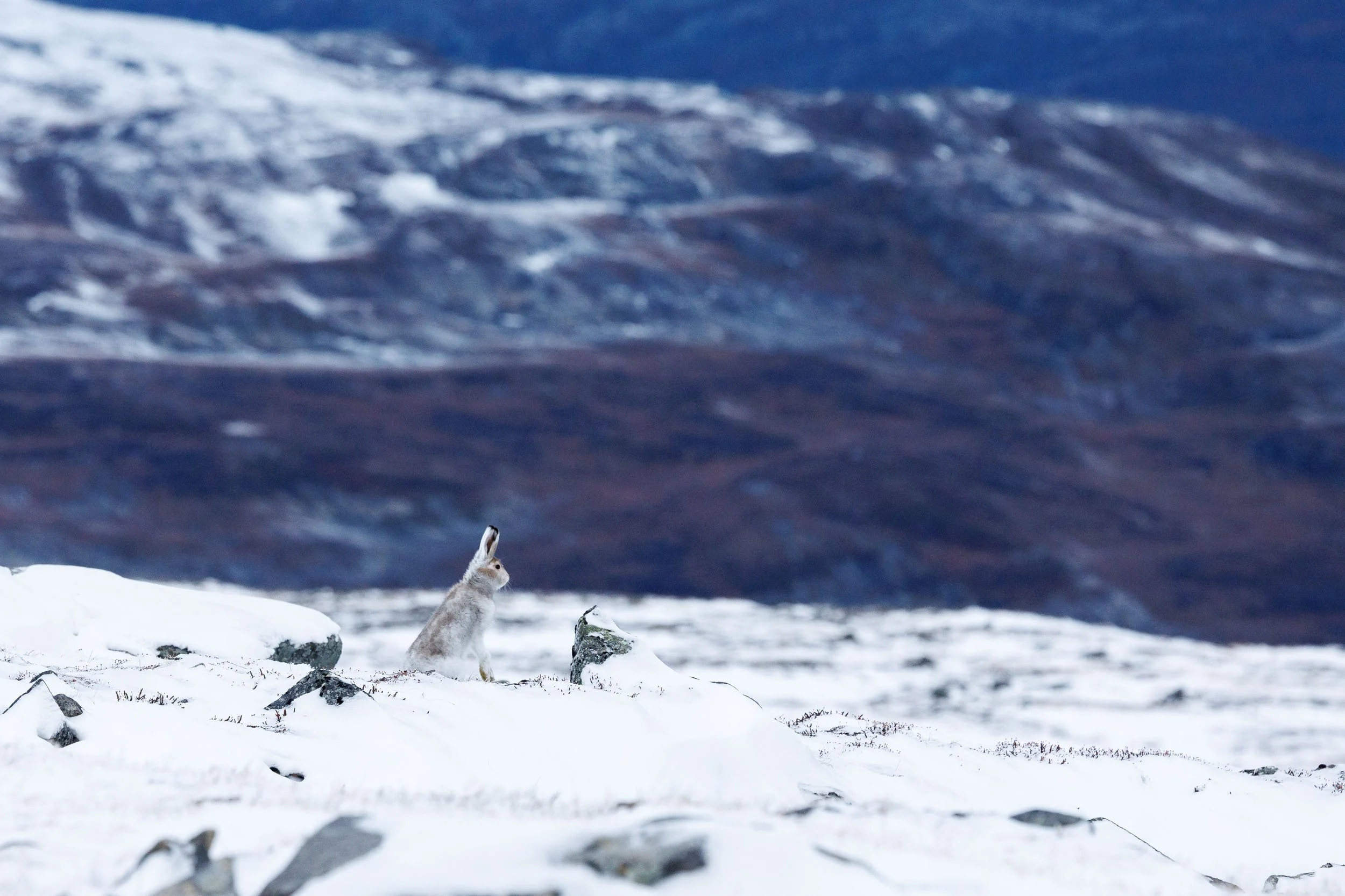 snow-hare-on-the-mountains.jpg