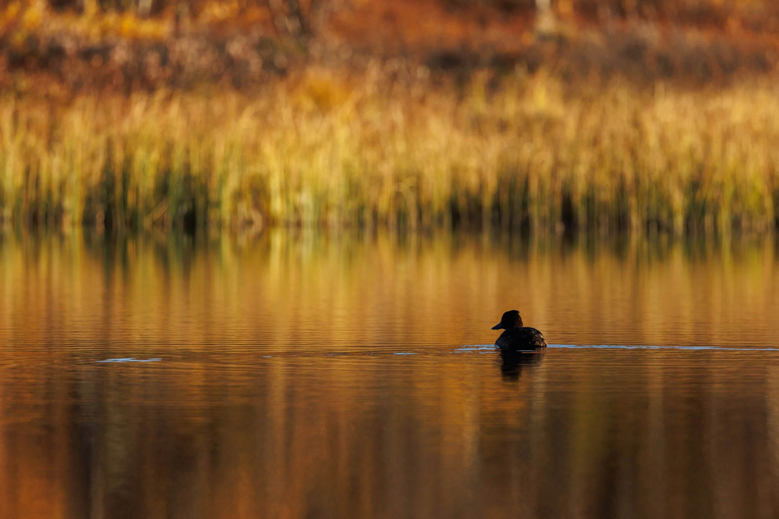 Tufted-duck-abisko.jpg