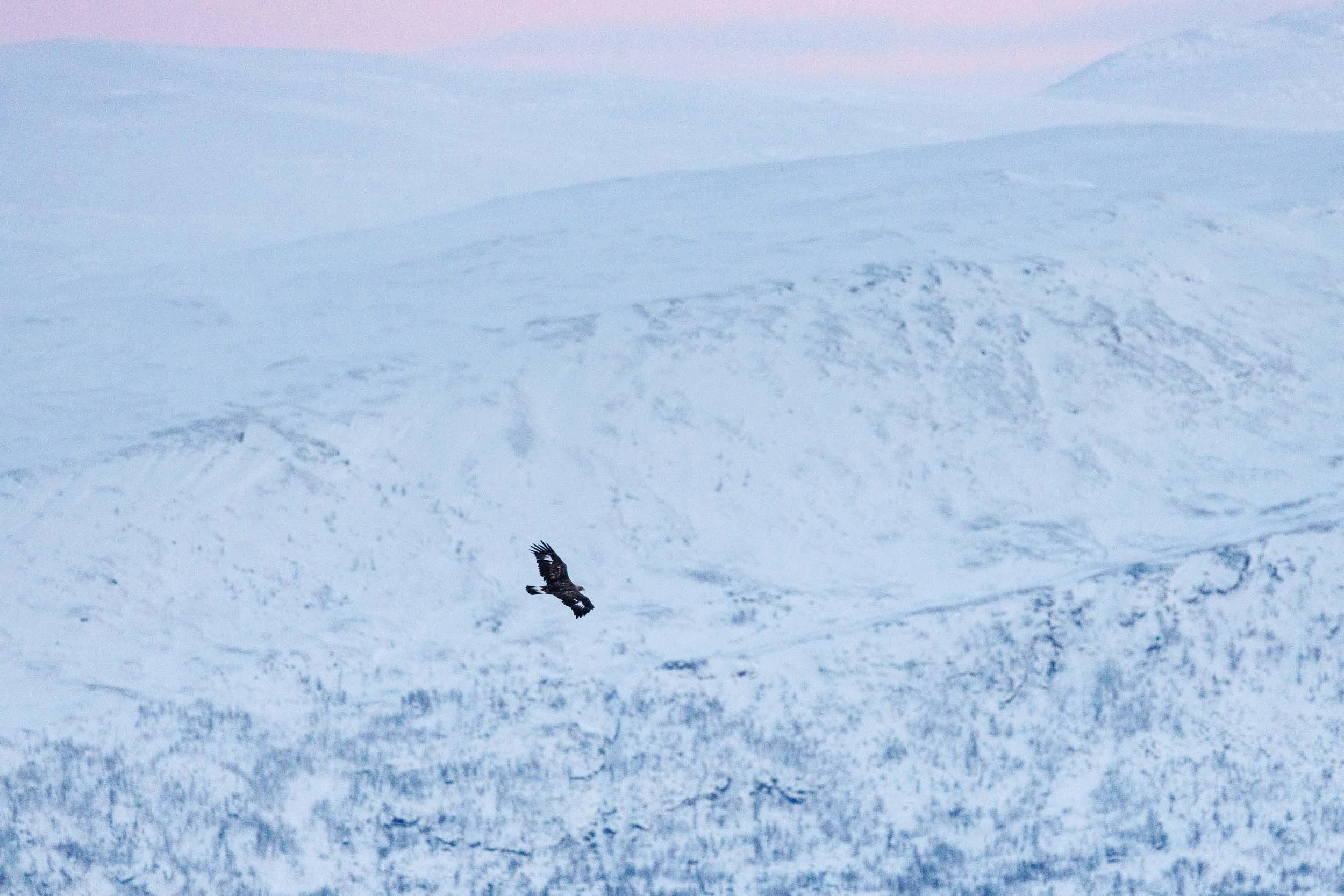 A golden eagle flying over the mountains of Abisko
