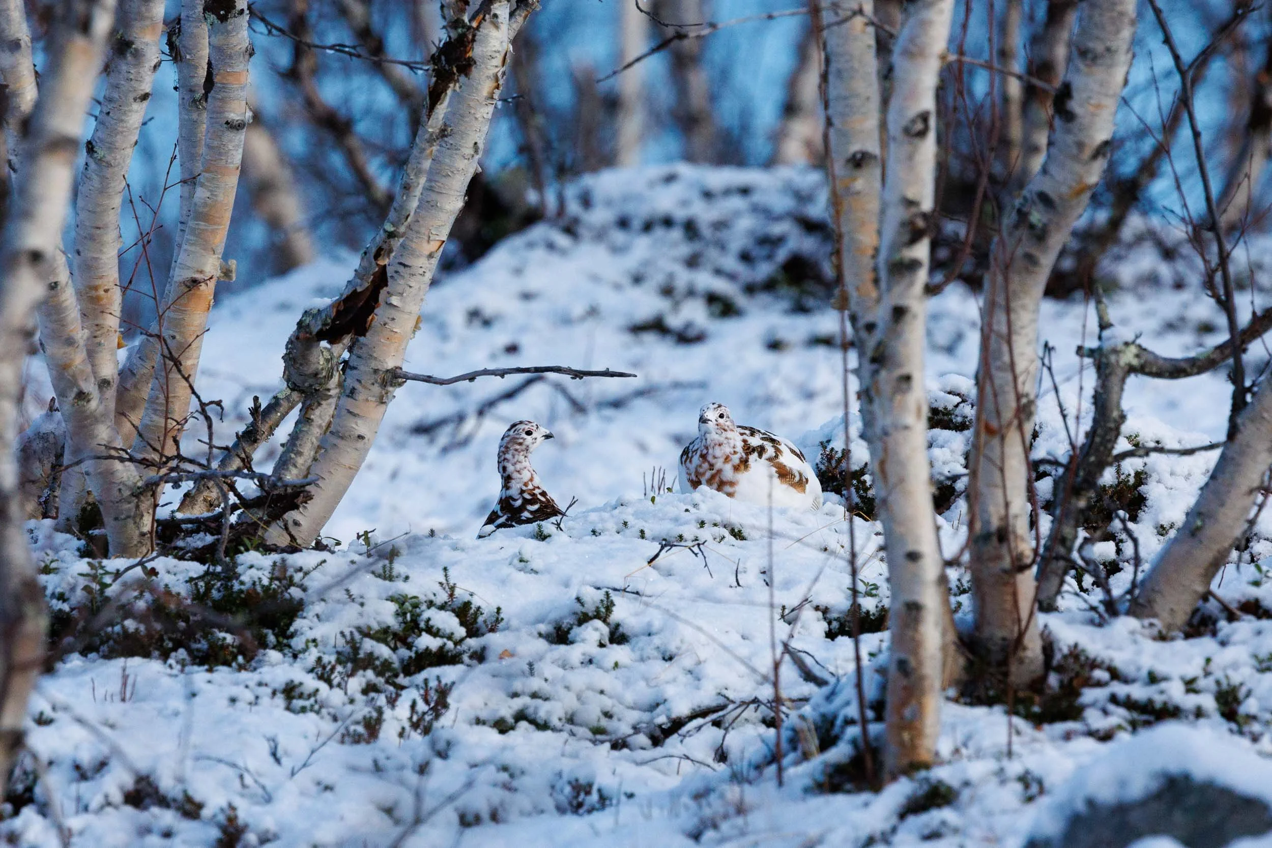 willow-prarmigan-couple.jpg