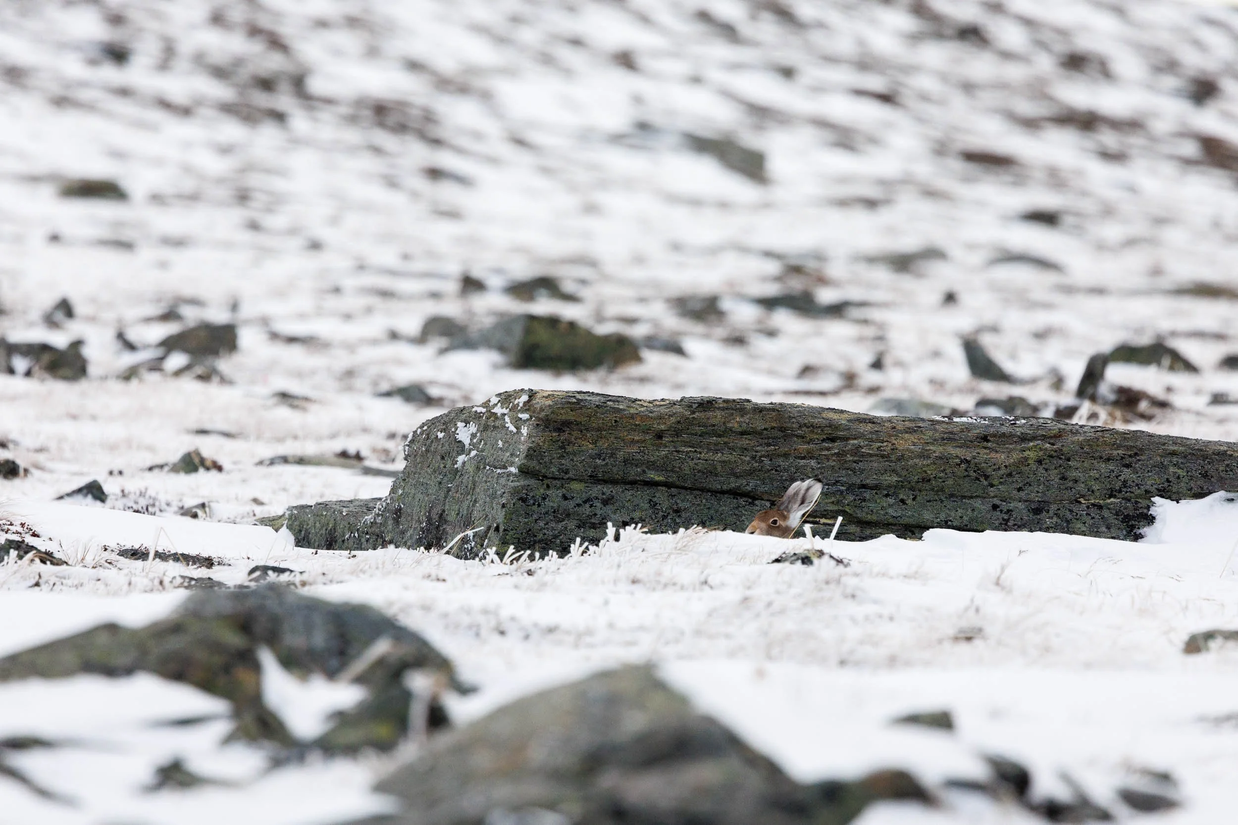 snow-hare-hiding.jpg