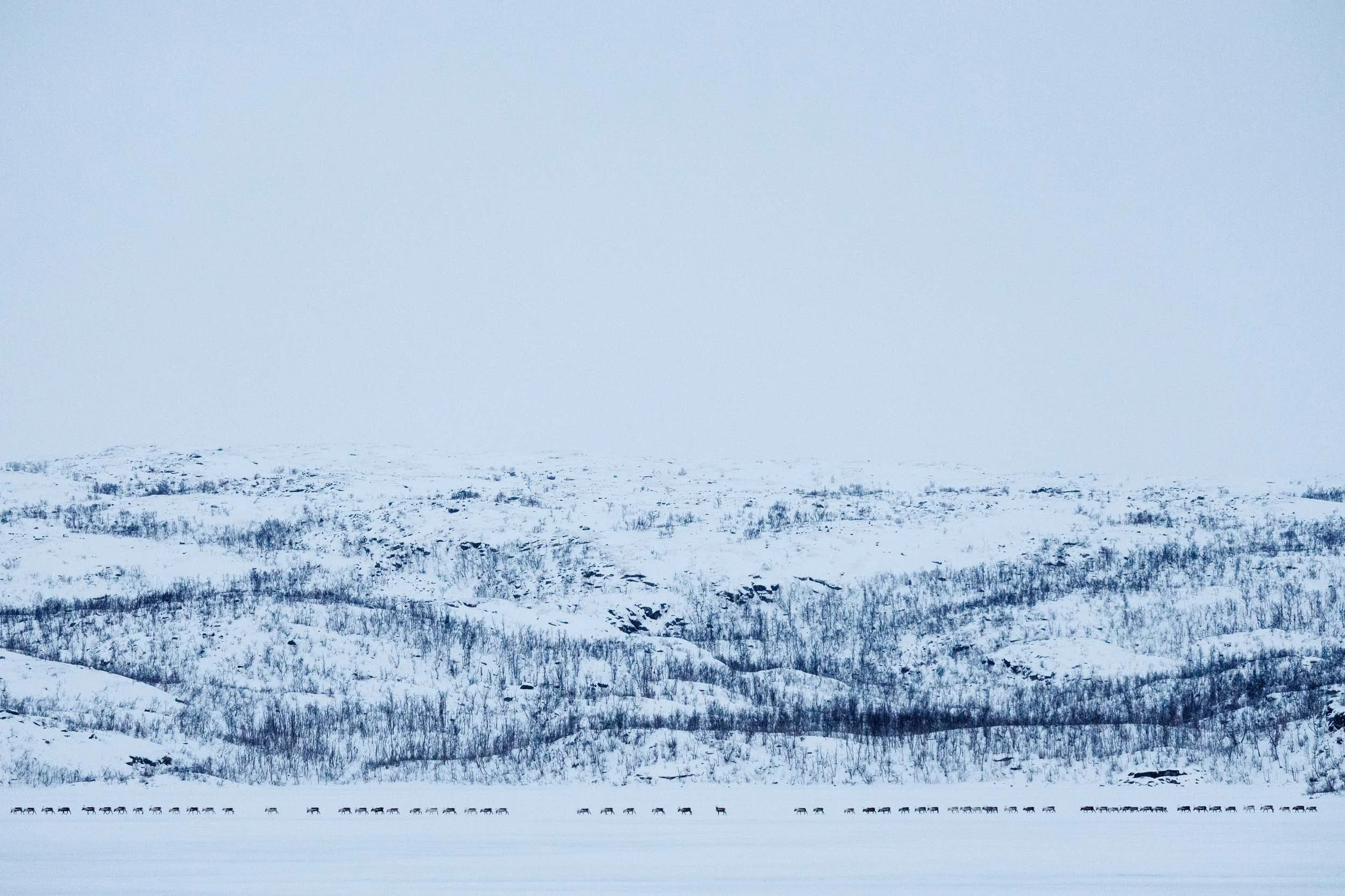 Big group of reindeer is moving over a frozen lake during the reindeer migration