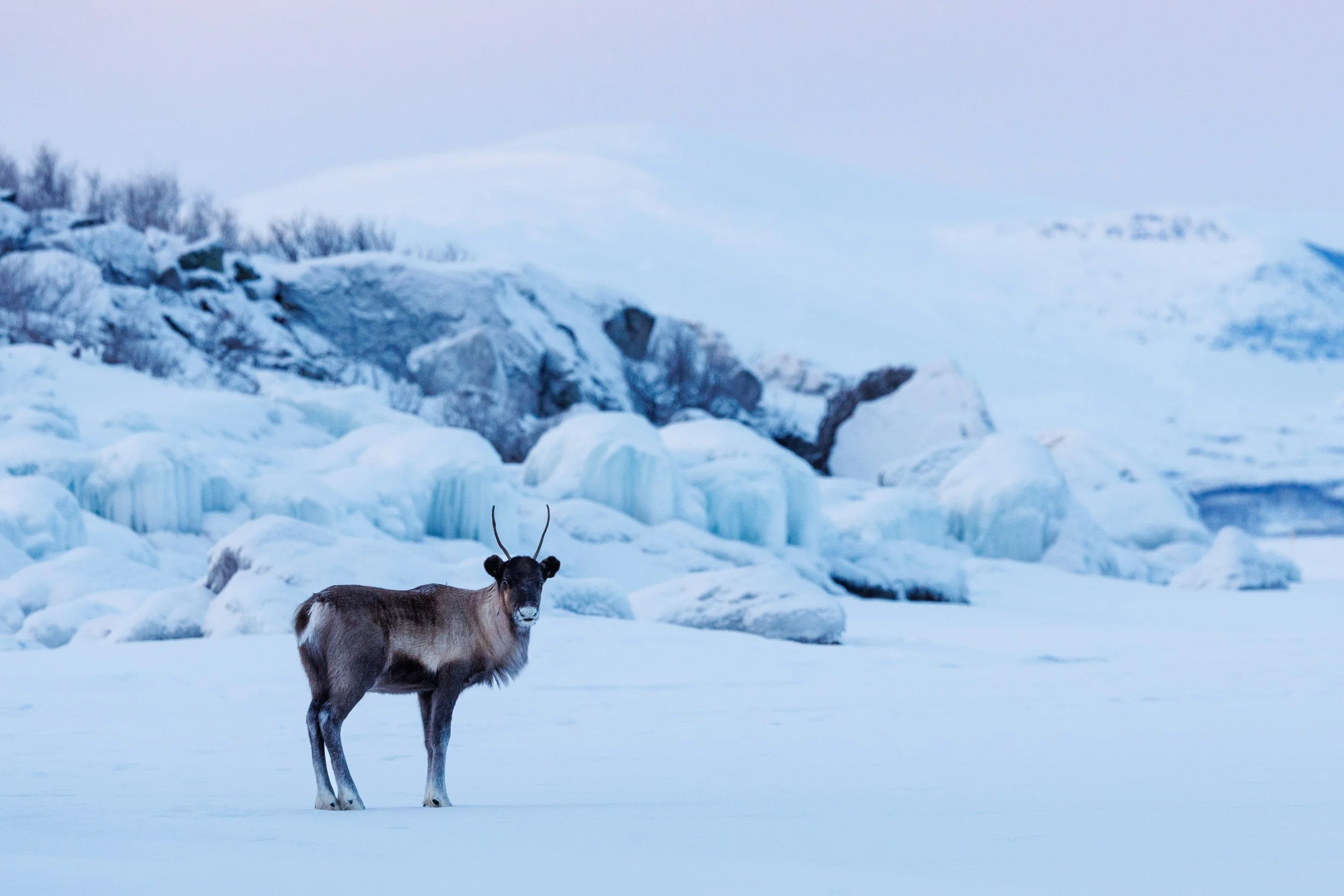 A female reindeer standing on the frozen lake Torneträsk