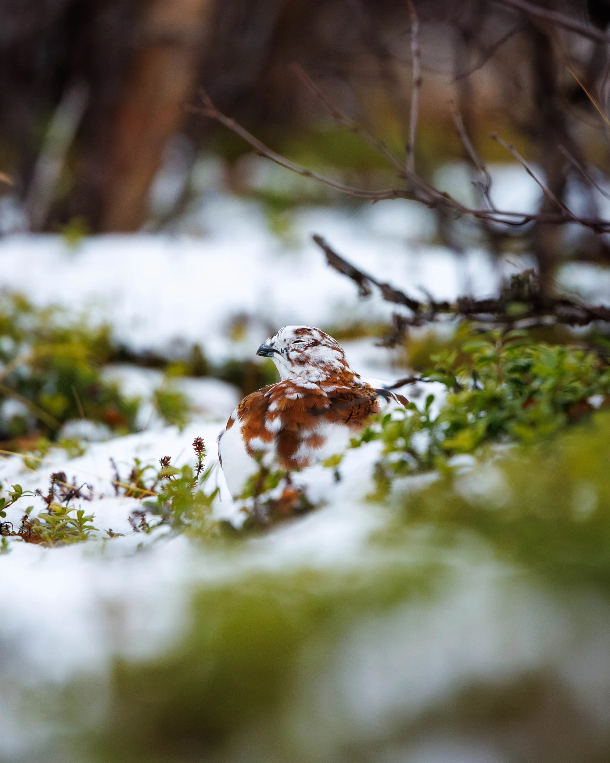 willow-ptarmigan-relax.jpg