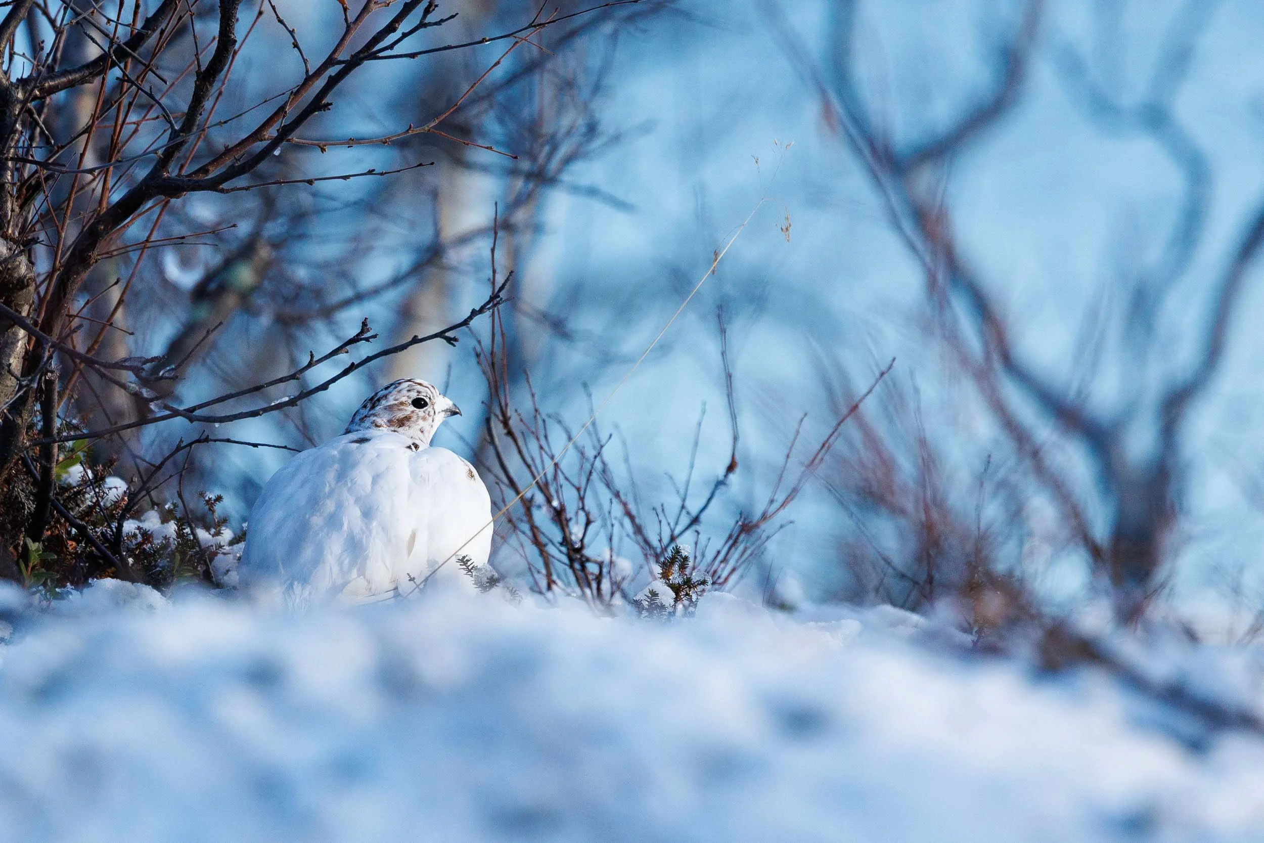 willow-ptarmigan-under-birch-tree.jpg