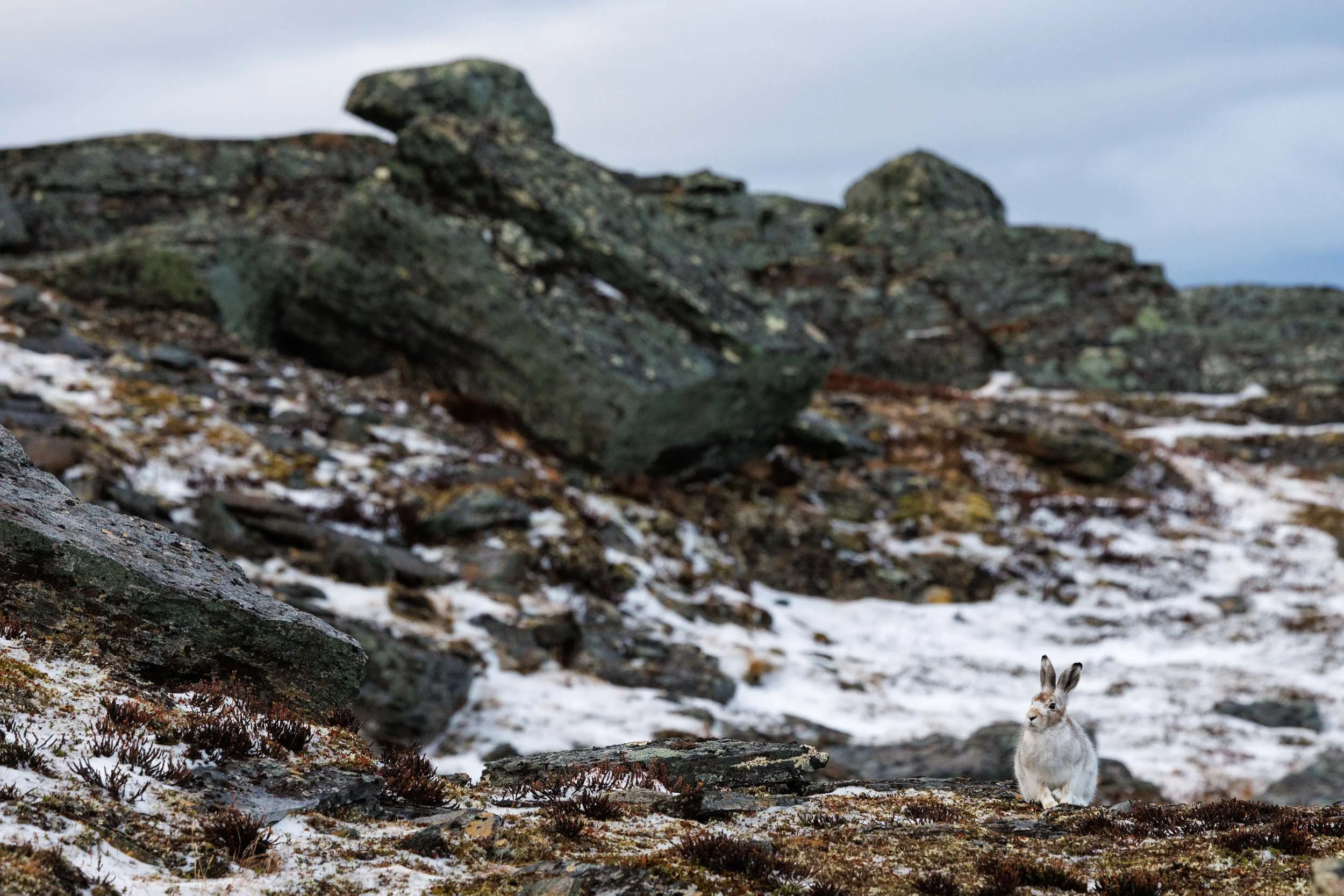 snow-hare-camouflage-.jpg