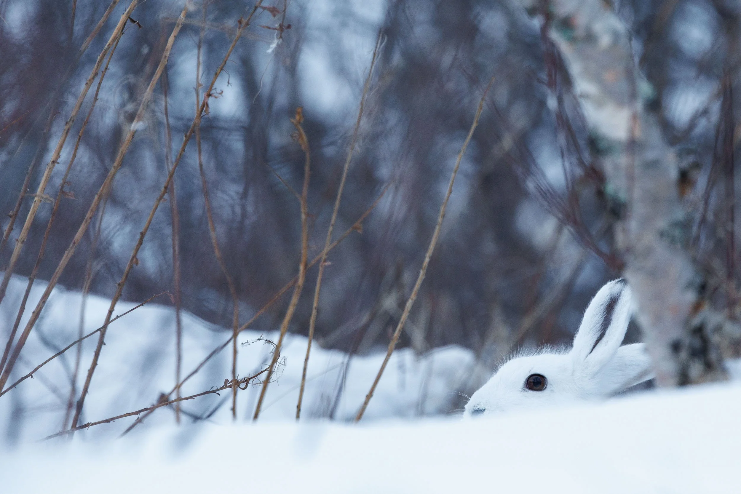 A snow hare is hiding behind vegetation in Abisko national park