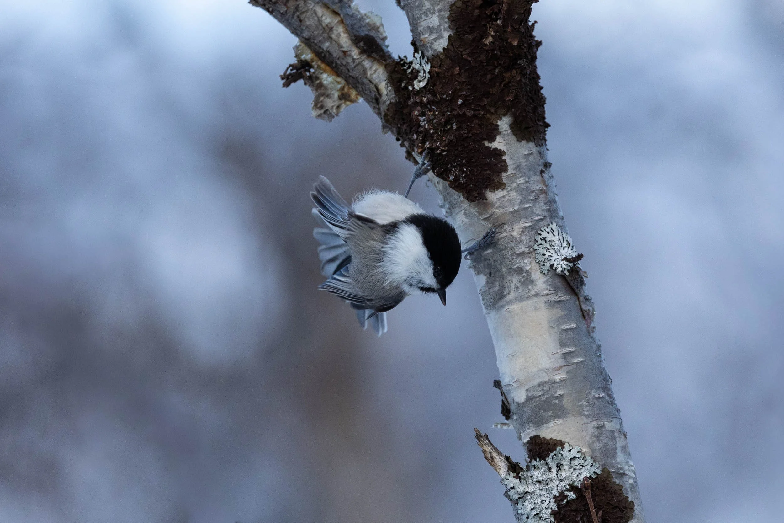 willow-tit.jpg