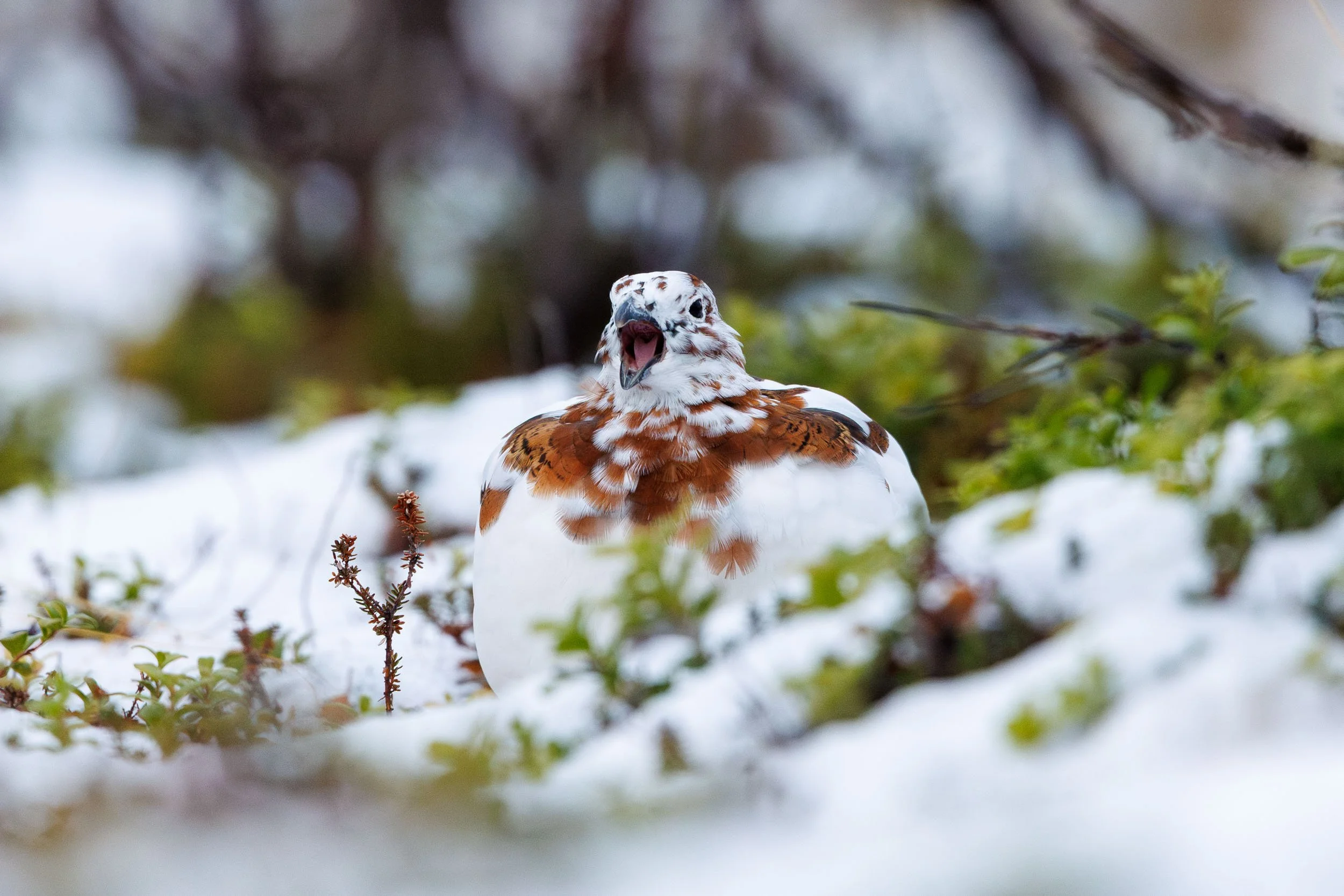 willow-ptarmigan-calling.jpg