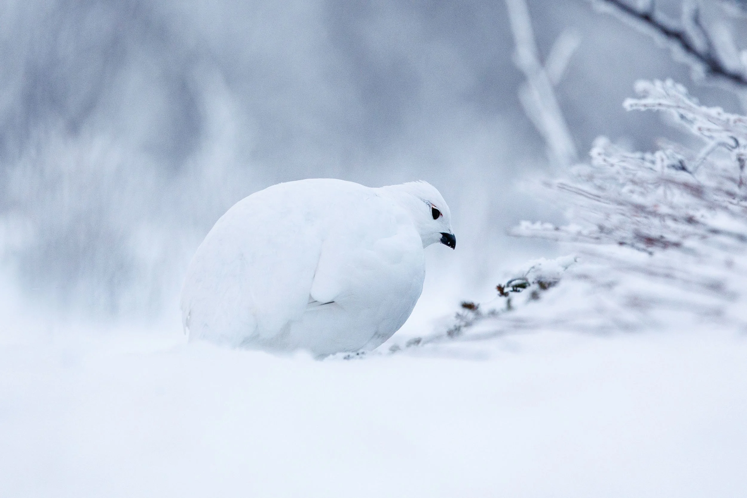 A portrait of a willow ptarmigans in the Abisko national park