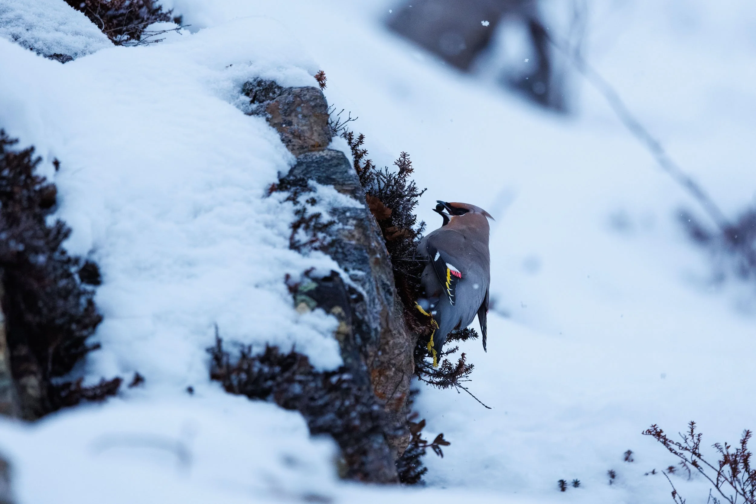 A waxwing eating crowberries in the snow