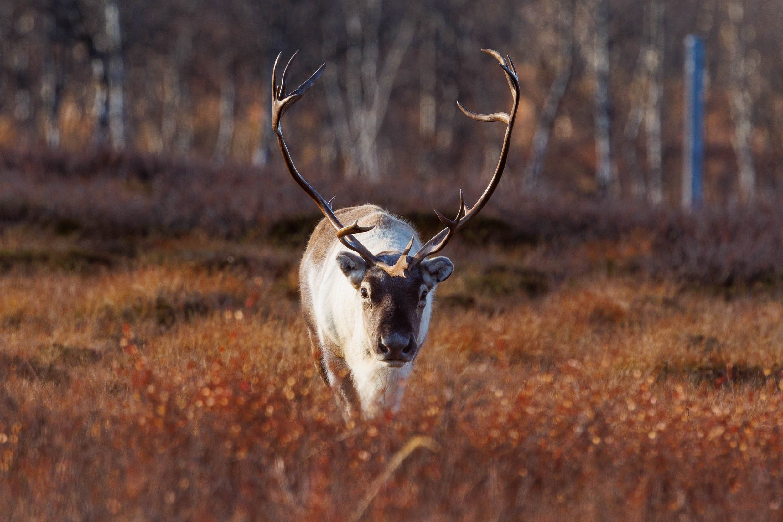reindeer-autumn-colors.jpg