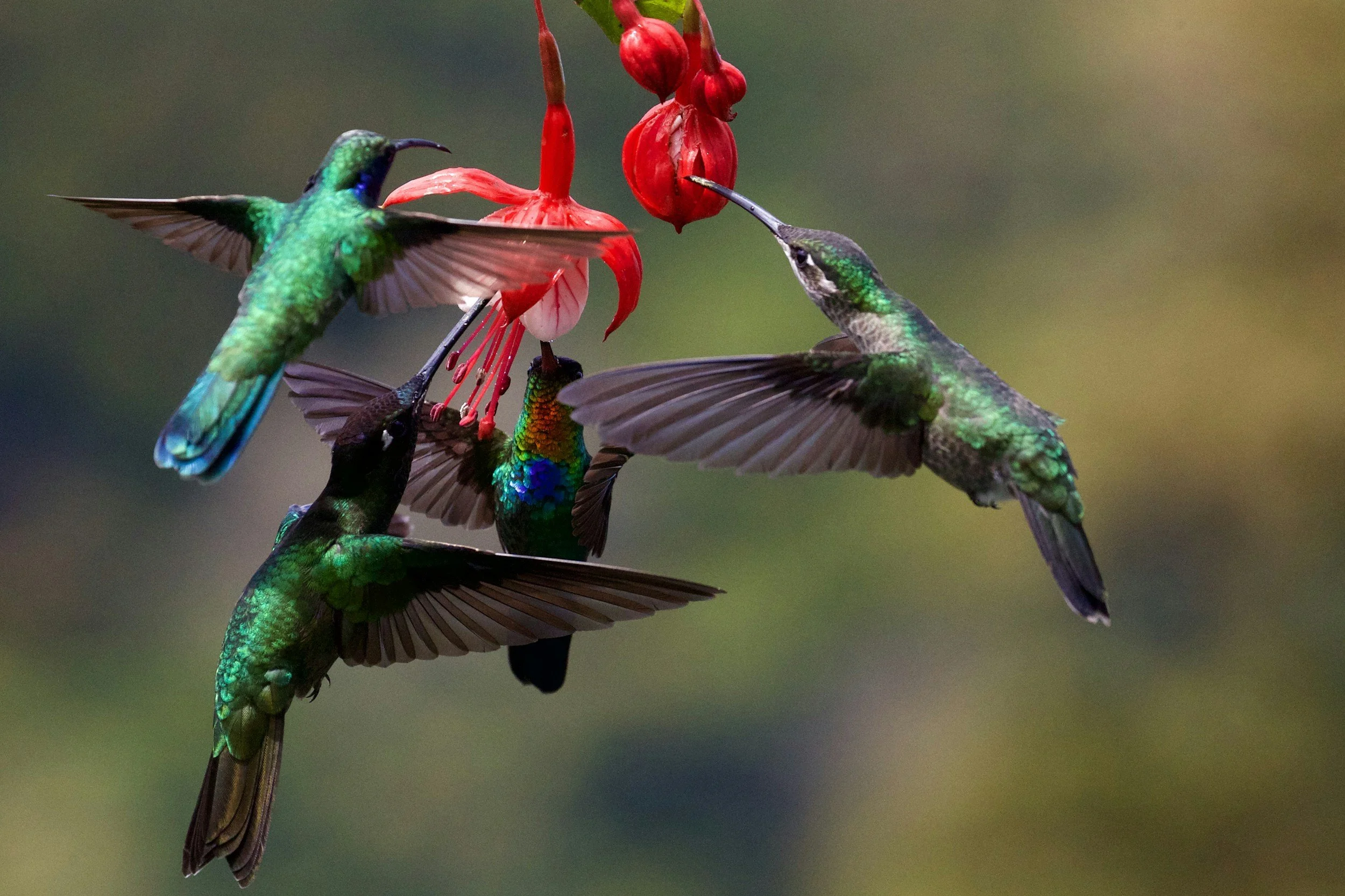 Cuatro colibríes con plumajes iridiscentes alimentándose de una flor roja