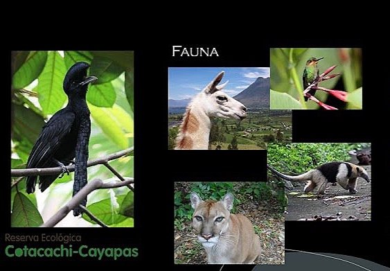 Colección de fotos de fauna en la Reserva Ecológica Cotacachi-Cayapas, que incluye un tucán, una llama, una libélula, un puma y un puercoespín.