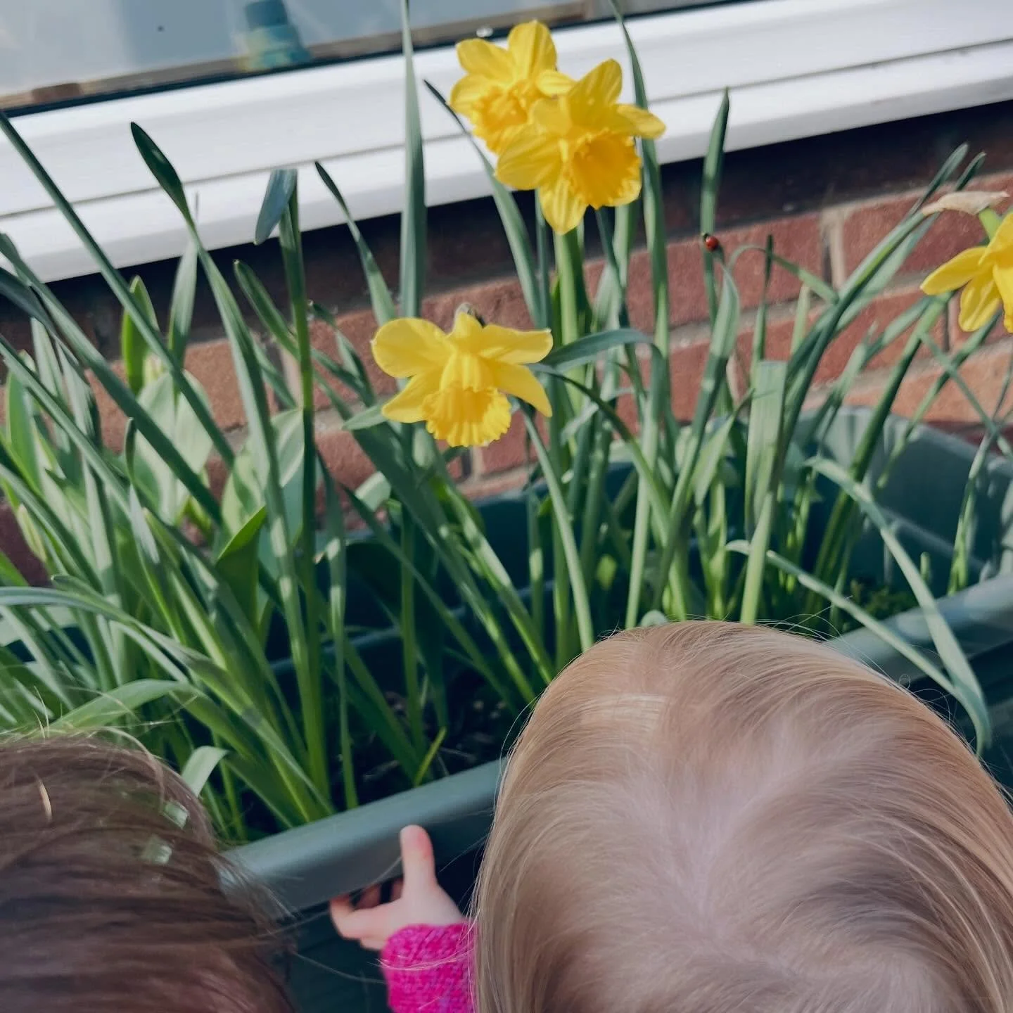 Little red dots colouring our garden and bringing so much excitement! 🌿🐞