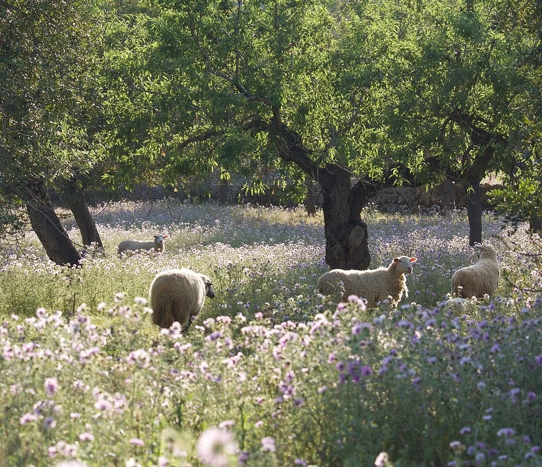 Why Move to Mallorca in 2026: Expats, Lifestyle and Property Boom