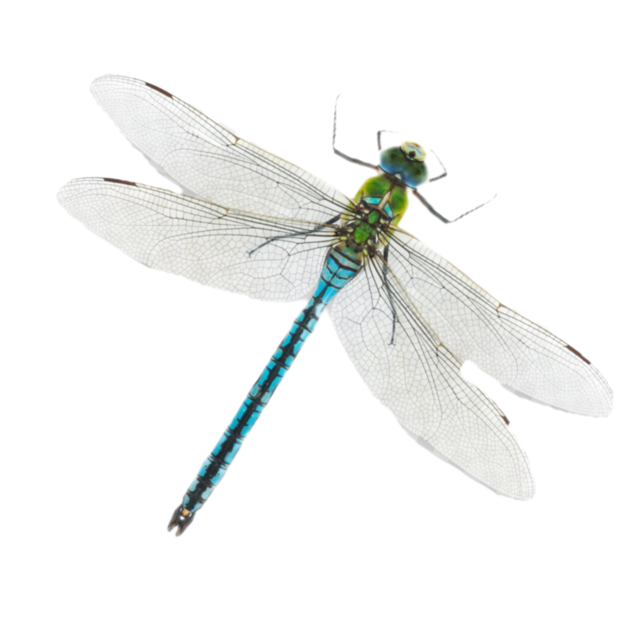 Close-up of a dragonfly with detailed transparent wings and a blue and green body.