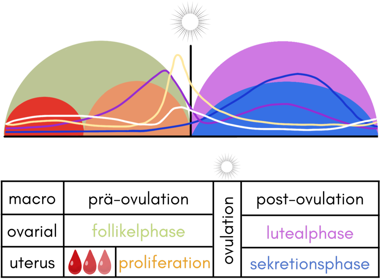 Überblick des Menstruationszyklus für zyklusbasierten Lebensstil, Training, Ernährung