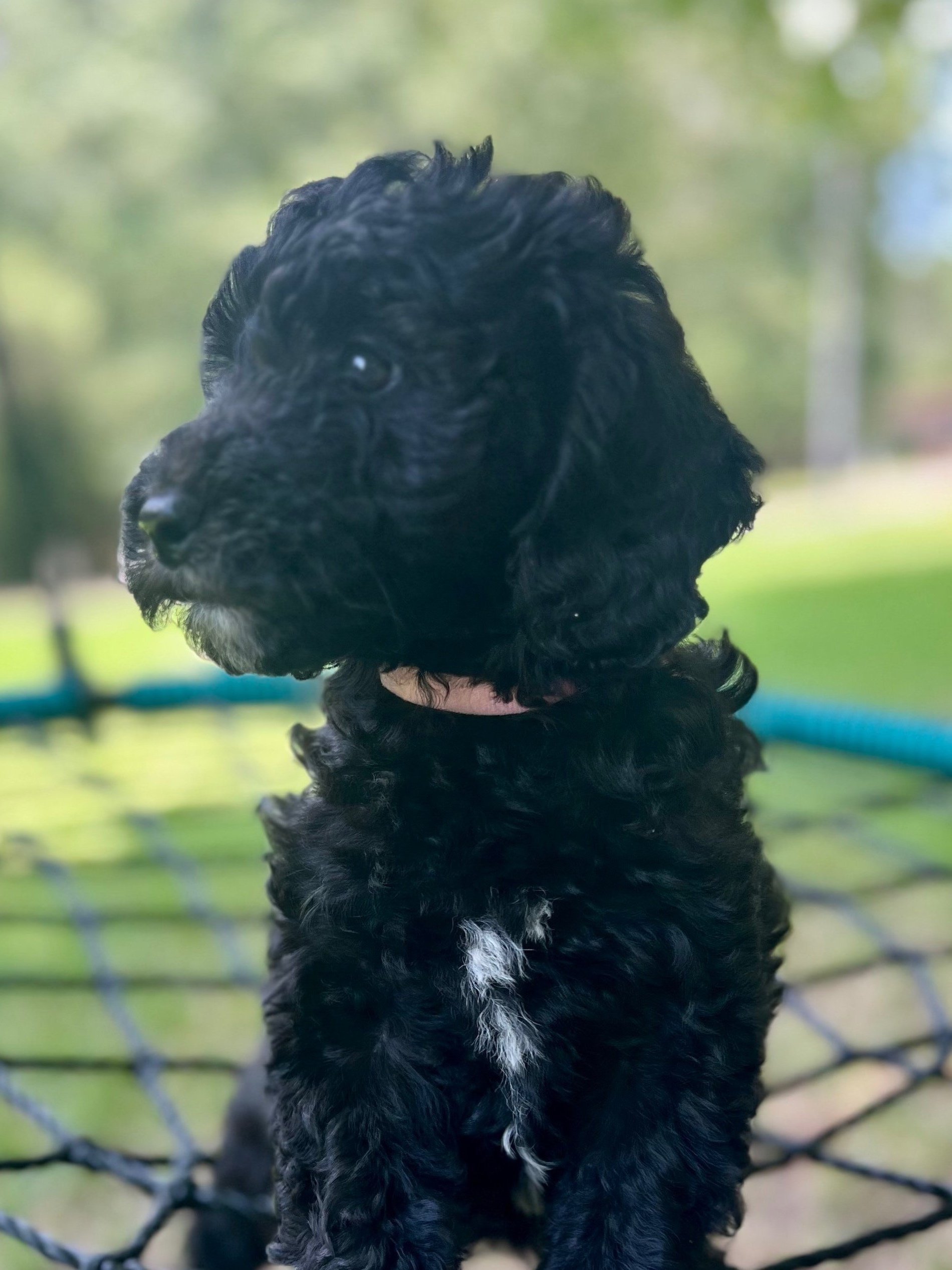 Padme |
Female | F1B |
Status: Available |
Price: $1,400