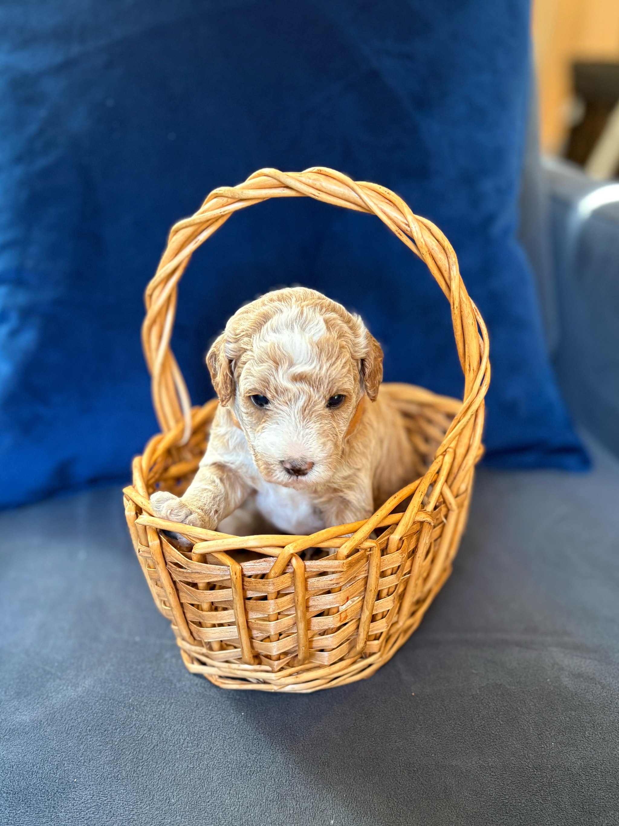 AVAILABLE - Meet Latte! (BOY) 
Latte is one week old here. Smooth, sweet, and extra cozy—Latte is the definition of comfort in puppy form. Already serving up warm snuggles with a sprinkle of playful personality.