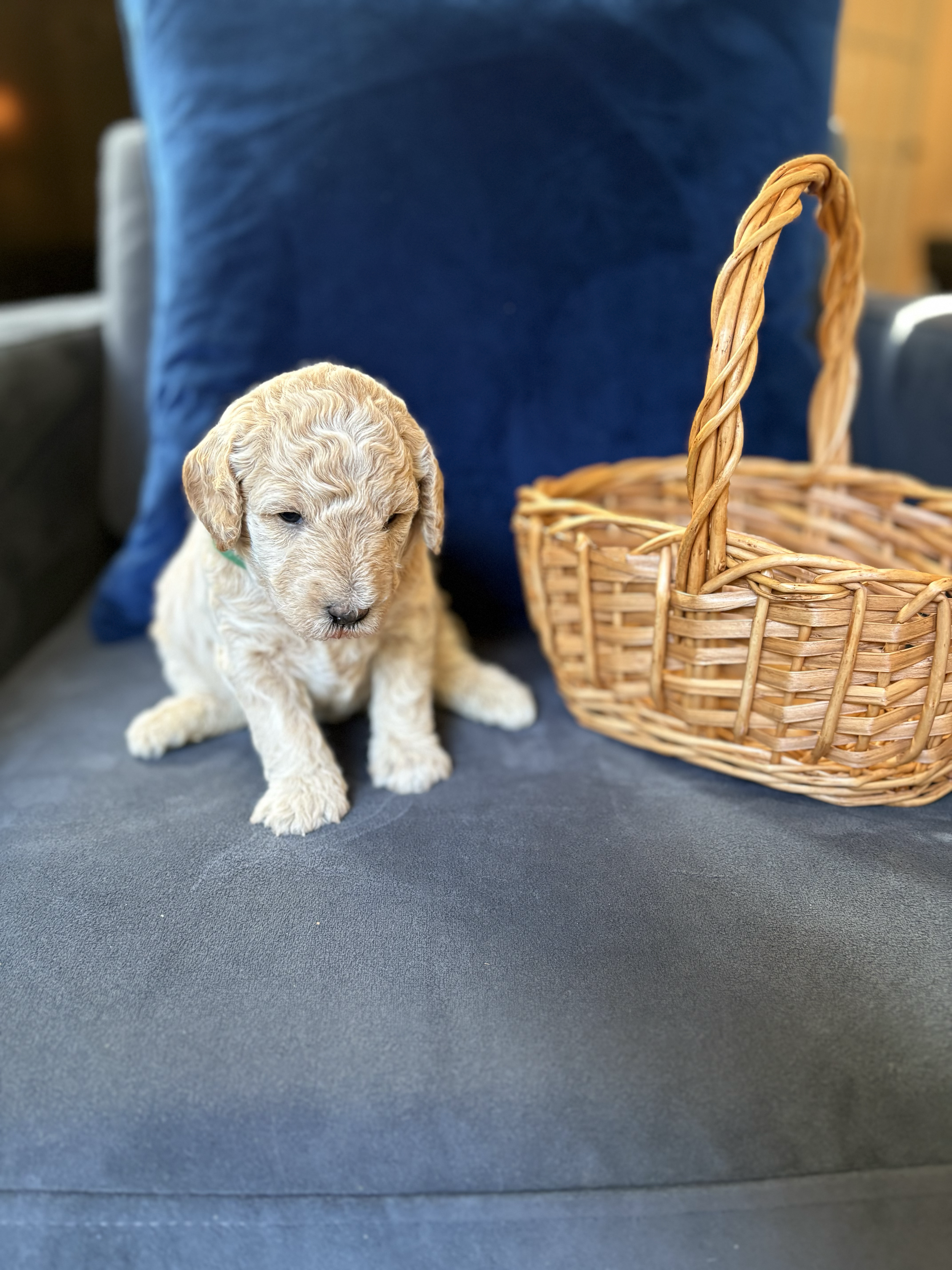 AVAILABLE! - Meet Biscuit! (BOY)
Biscuit is one week old here. Fresh out of the oven and irresistibly cute, Biscuit is impossible to resist. This lovable little pup is ready to fill a home with wagging tails, happy moments, and endless affection.
