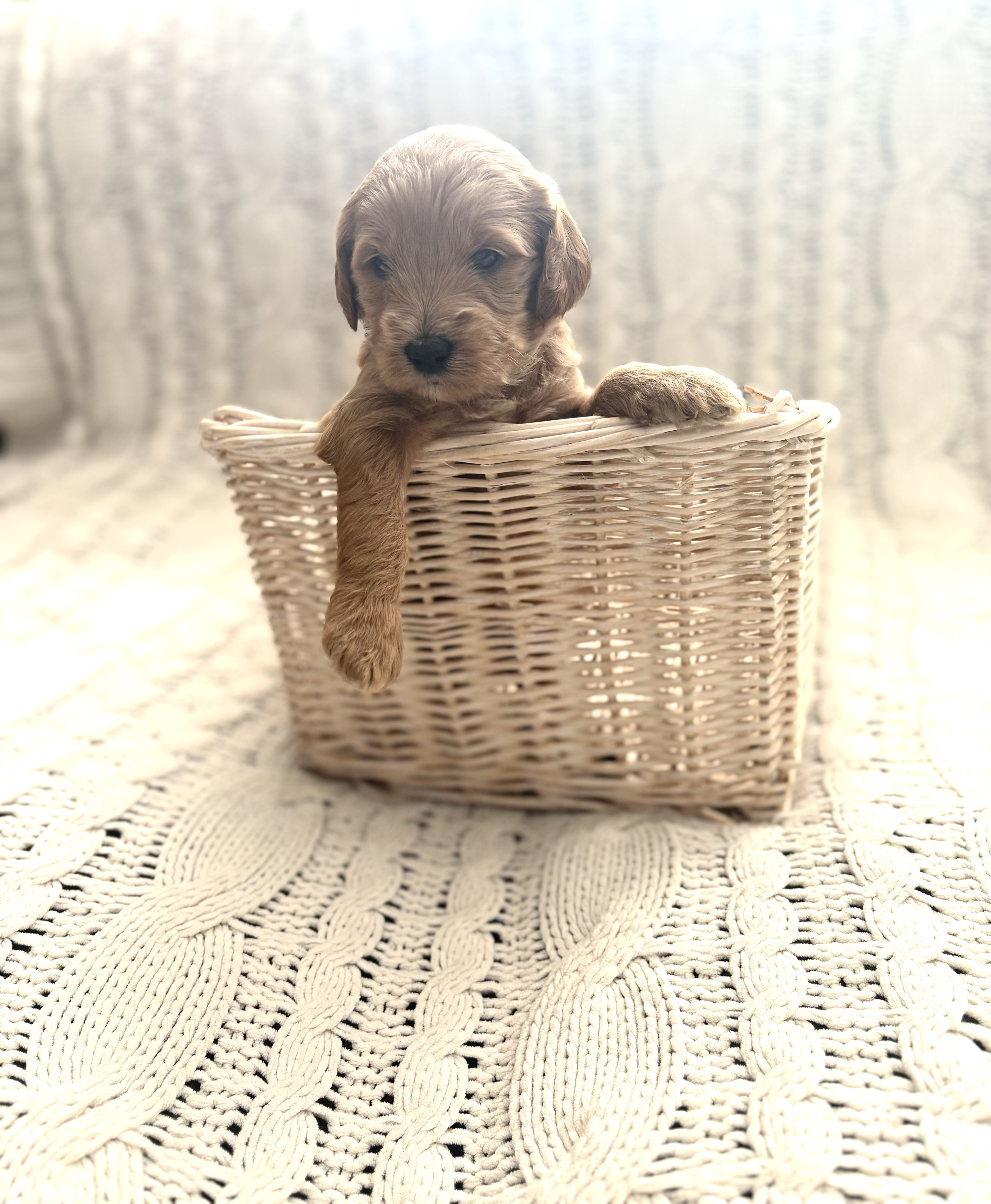 SOLD - Meet Penny! An Apricot colored Female 🌰. F1b Micro Goldendoodle. Her current excepted weight is between 10-15lbs. Price is $1900. We’re now accepting deposits for her!