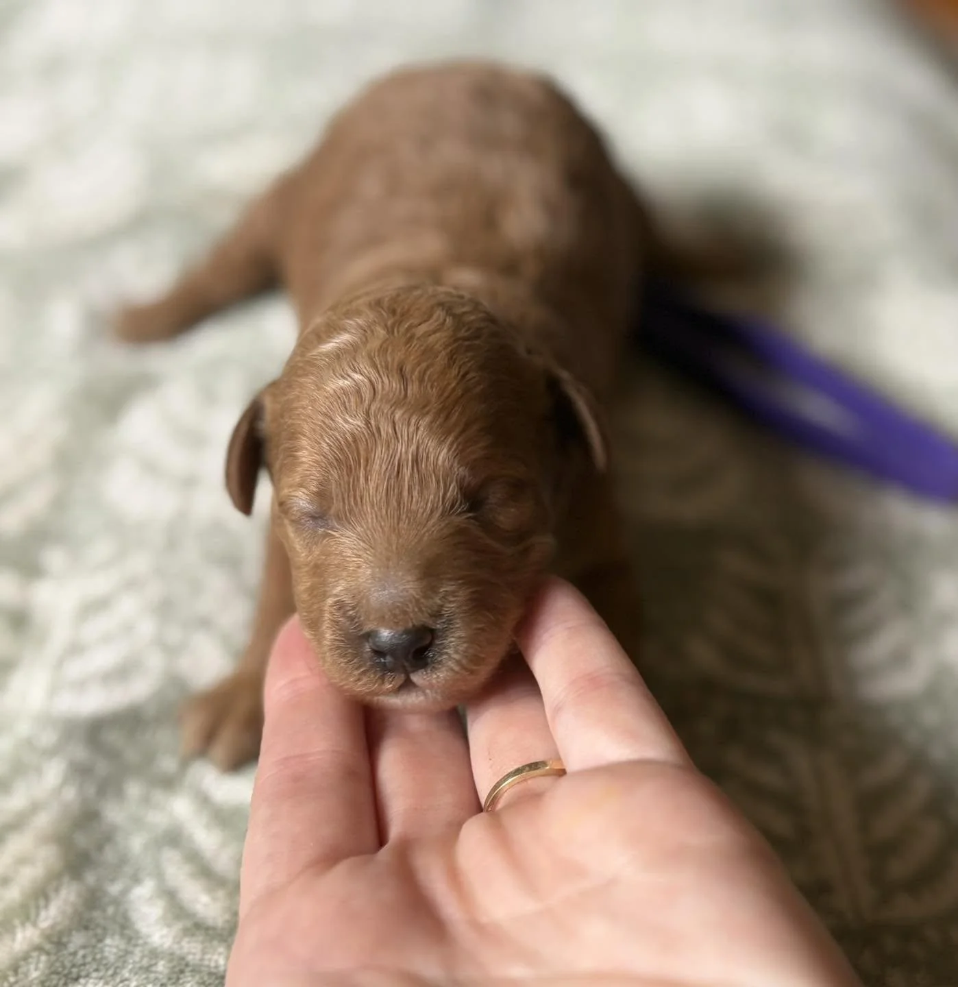 Reserved - Meet Maple! (GIRL)
Maple is one week old here. Sweet as maple syrup and impossible not to love, Maple is already melting hearts with every little yawn.  Maple may be tiny now, but she's brewing up a lifetime of cuddles and adventure.
