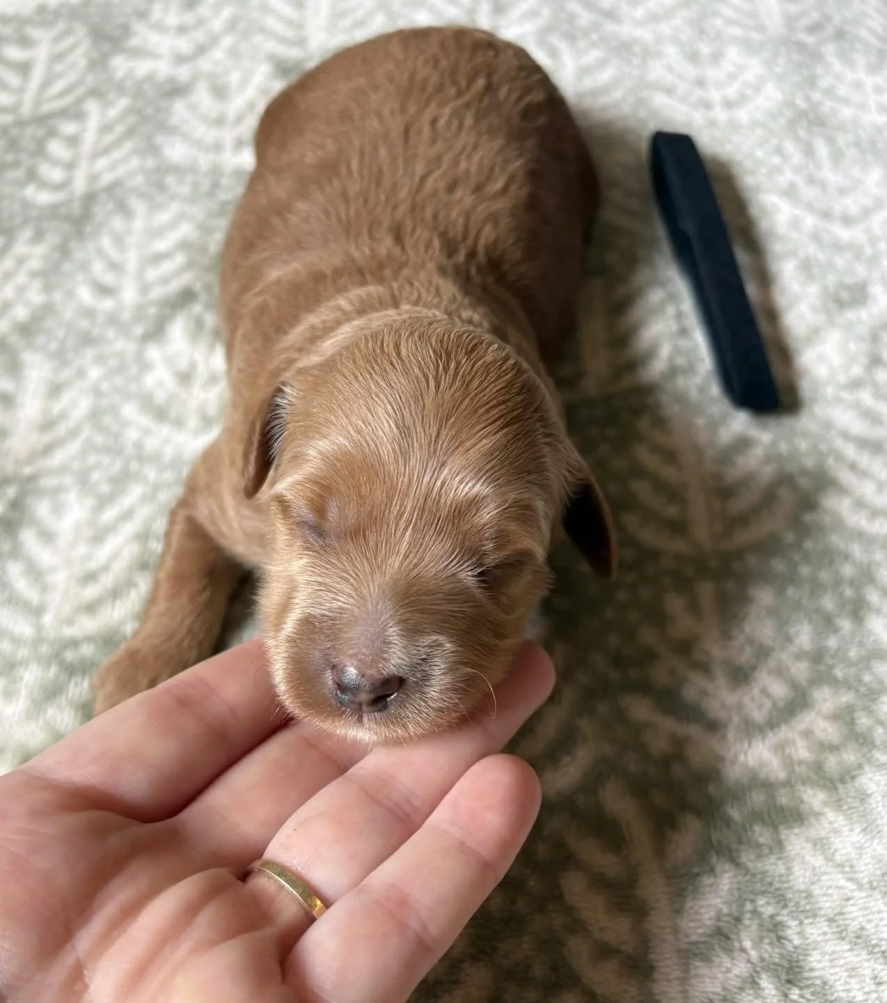 Reserved - Meet Cinnamon! (GIRL)
Cinnamon is one week old here. A little spice and a whole lot of sweet, Cinnamon is as delightful as her name suggests. One tiny bundle of love who's guaranteed to brighten every day.