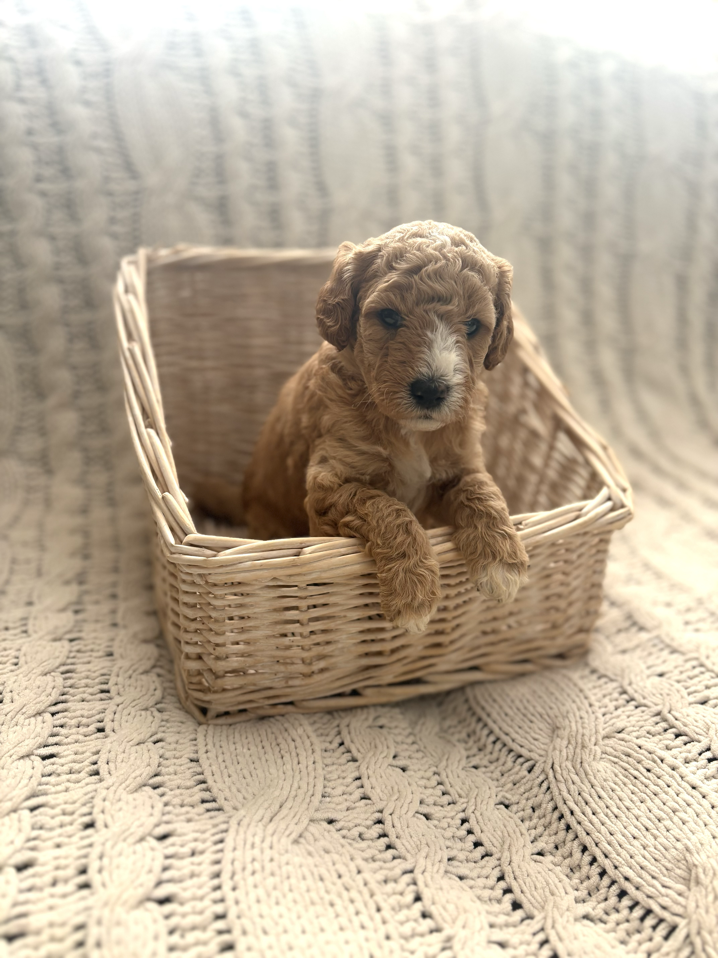 SOLD - Meet Mable! An Apricot colored Female w/white spots on her head, chest and nose 🌰. Her current expected weight is between 10-16lbs. Price $1900. F1b Micro Goldendoodle. We’re now accepting deposits for her!