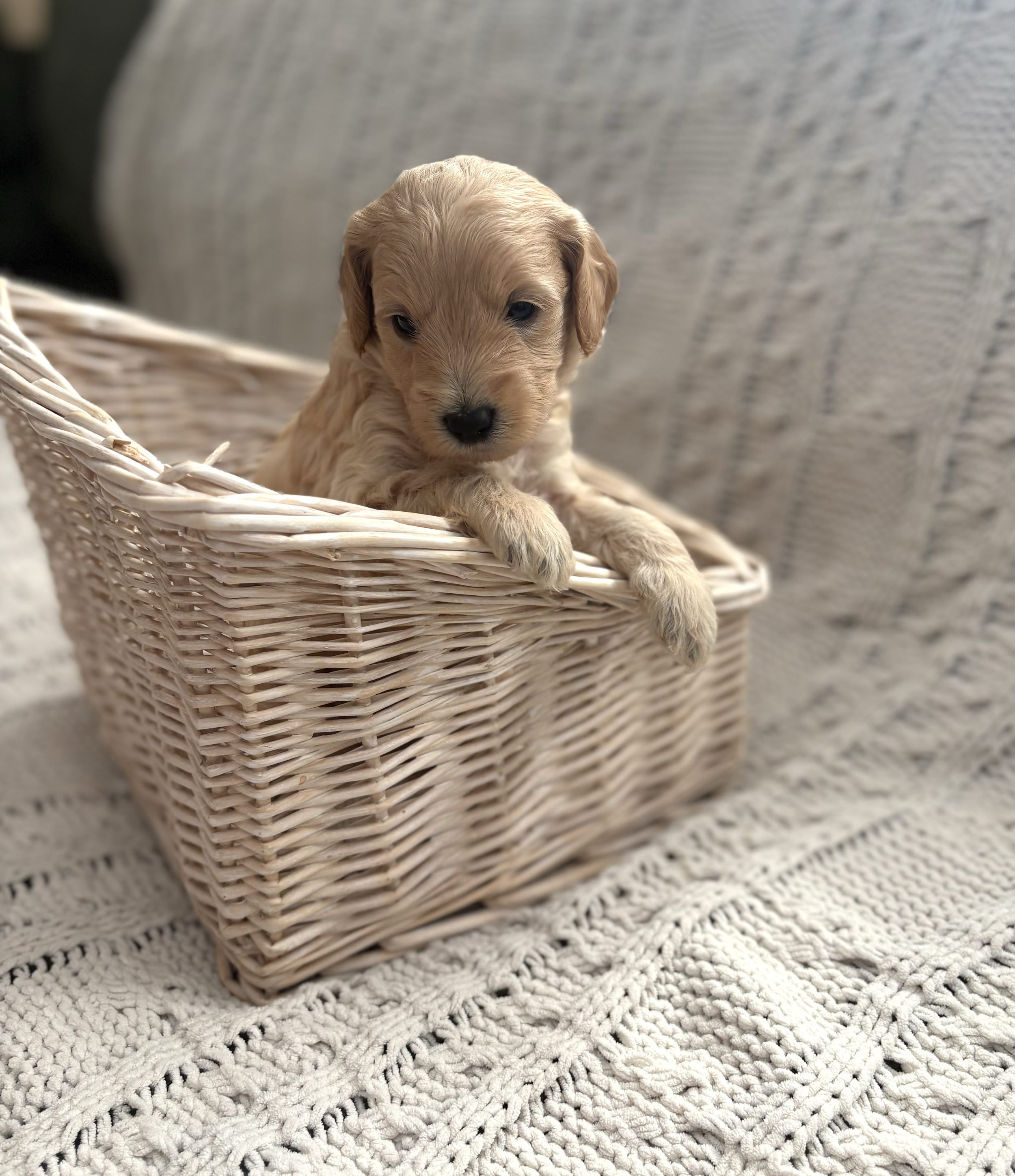 SOLD - Meet Rosco! A Honey colored Male 🍯. F1b Micro-Mini Goldendoodle. His current expected weight is between 12-17lbs. Price $1700. We’re now accepting deposits for him!