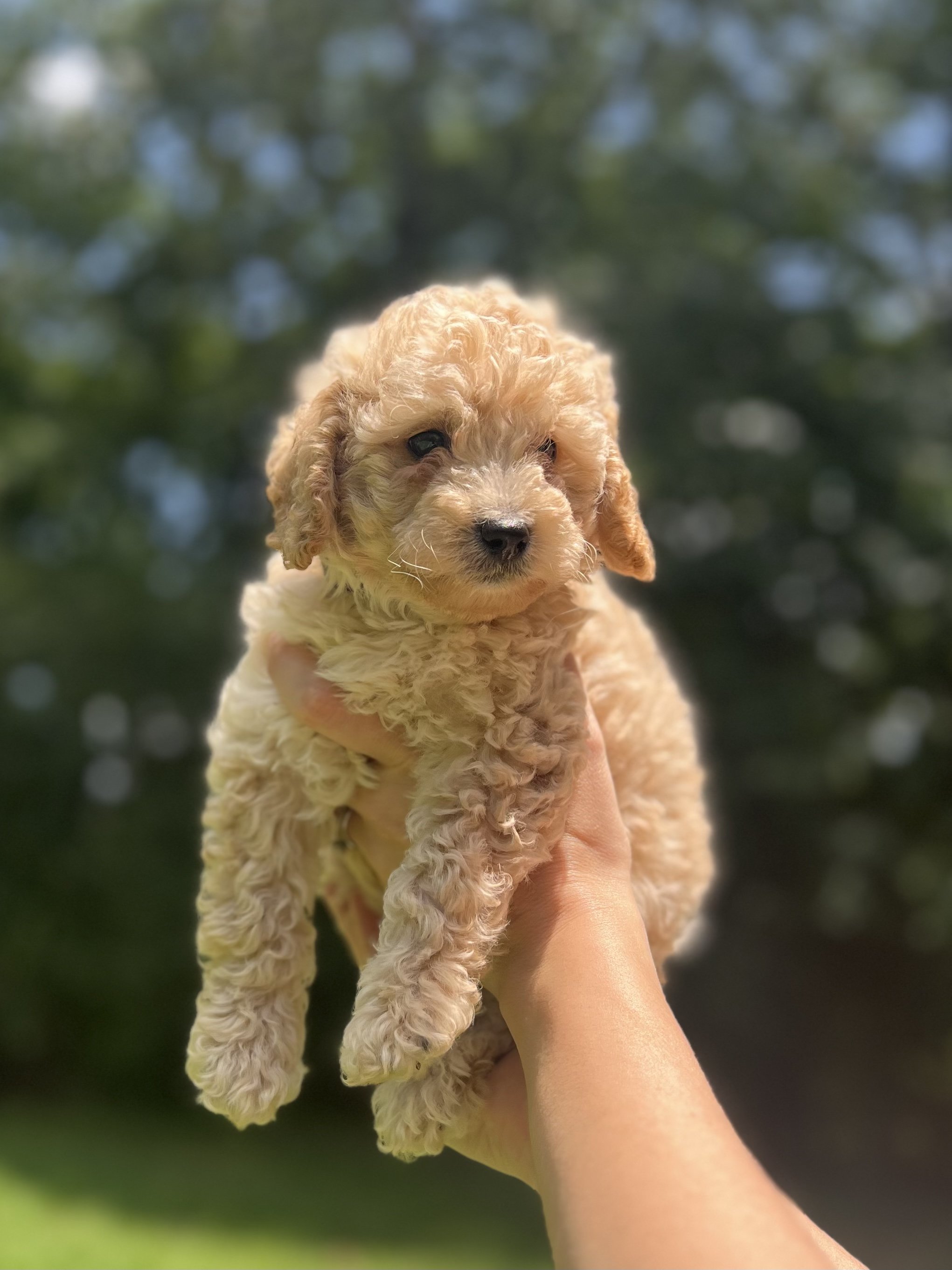 Anakin |
Male | F1B |
Status: Available |
Price: SOLD