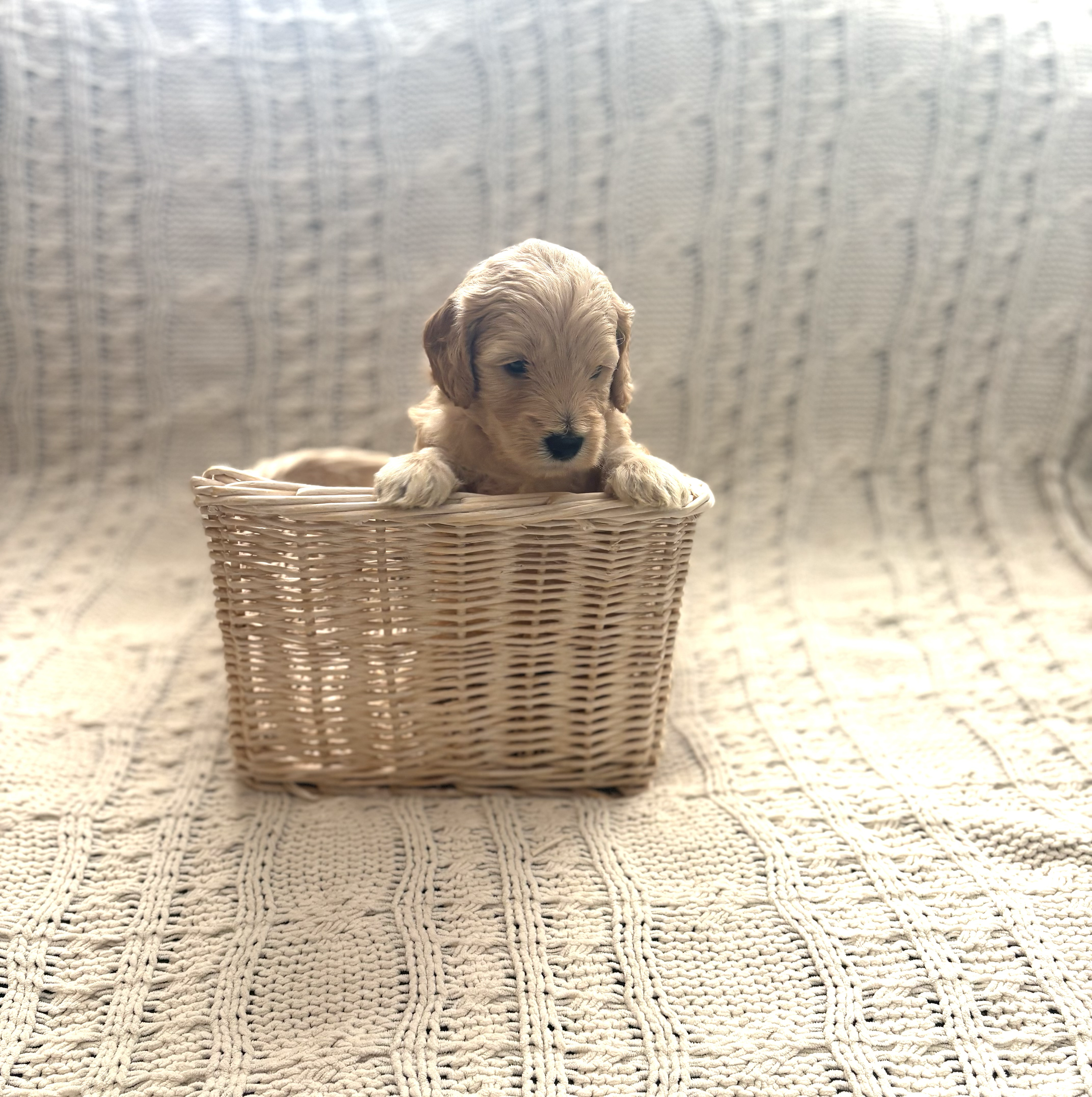 SOLD - Meet Teddy! A Honey colored Male 🍯. F1b Micro-Mini Goldendoodle. His current expected weight is between 18-21 lbs. Price is $1500 We’re now accepting deposits for him!