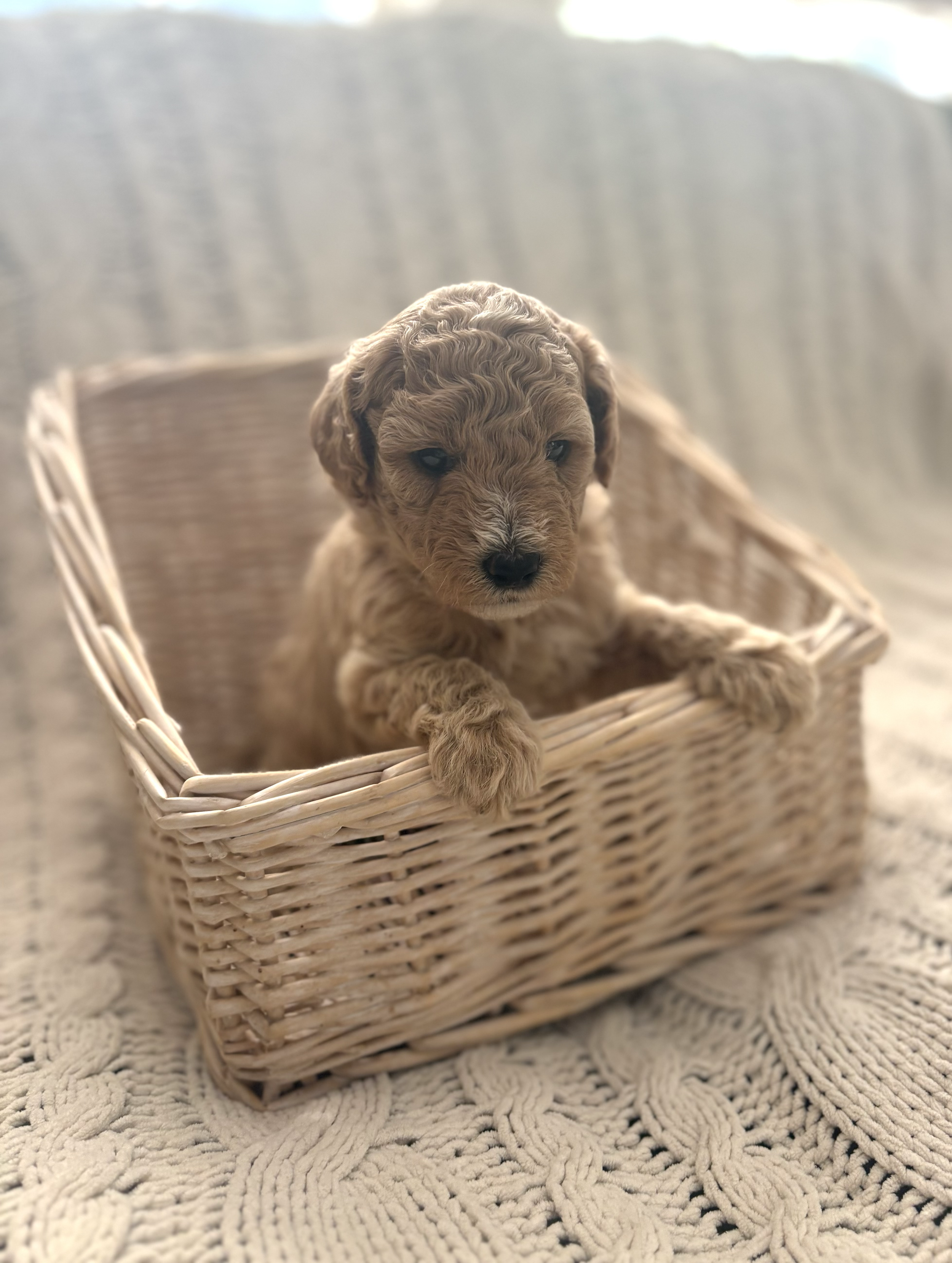SOLD - Meet Sophie! A Honey colored Female w/ a white spot on her head 🍯. F1b Micro-Mini Goldendoodle. Her current expected weight is between 11-15lbs. Price between $1700. We’re now accepting deposits for her!