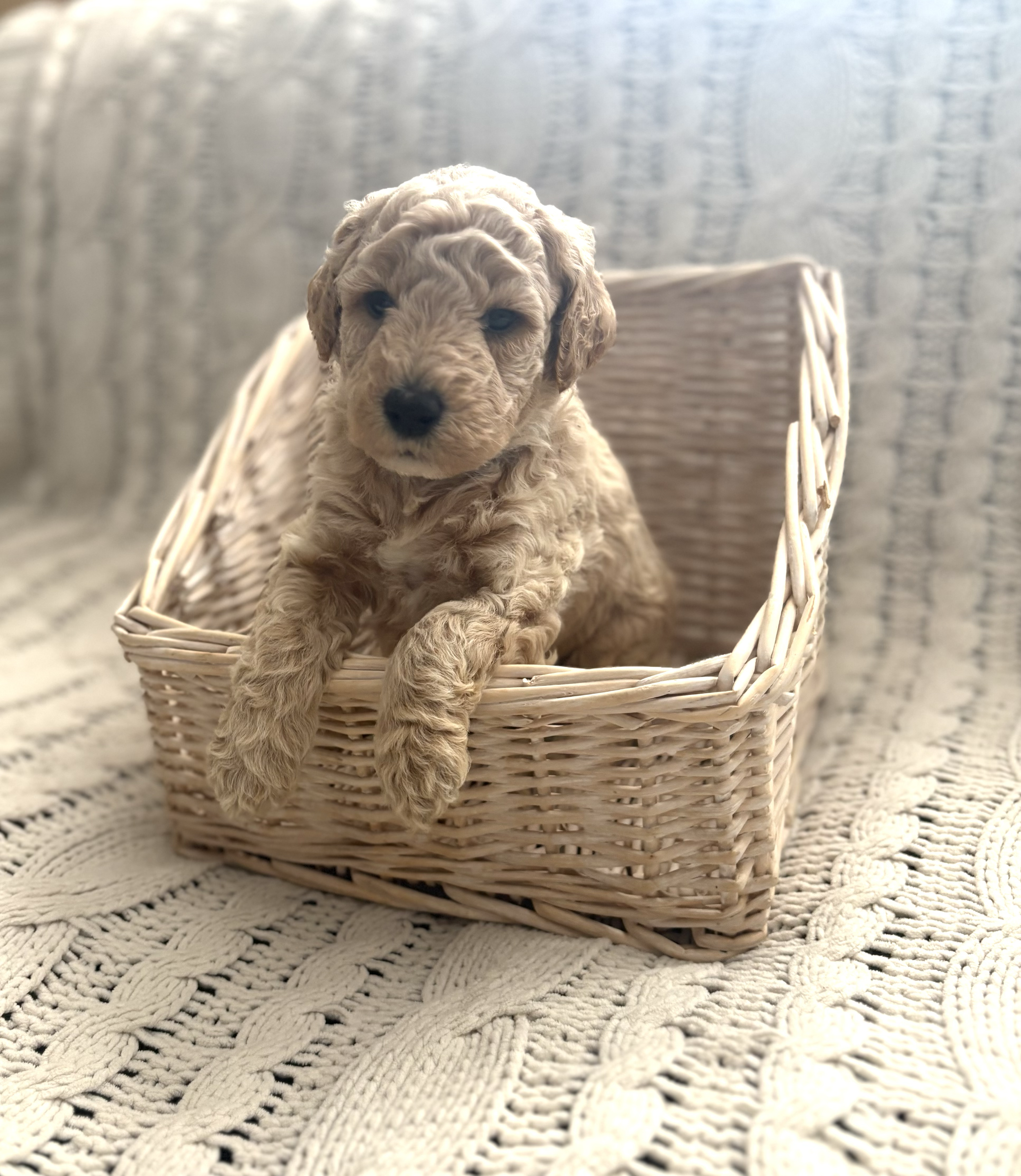 SOLD - Meet Moose! A cream colored Male🍦. F1b Micro-Mini Goldendoodle. His current expected weight is 18-21lbs. Price is $1500. We’re now accepting deposits for him!