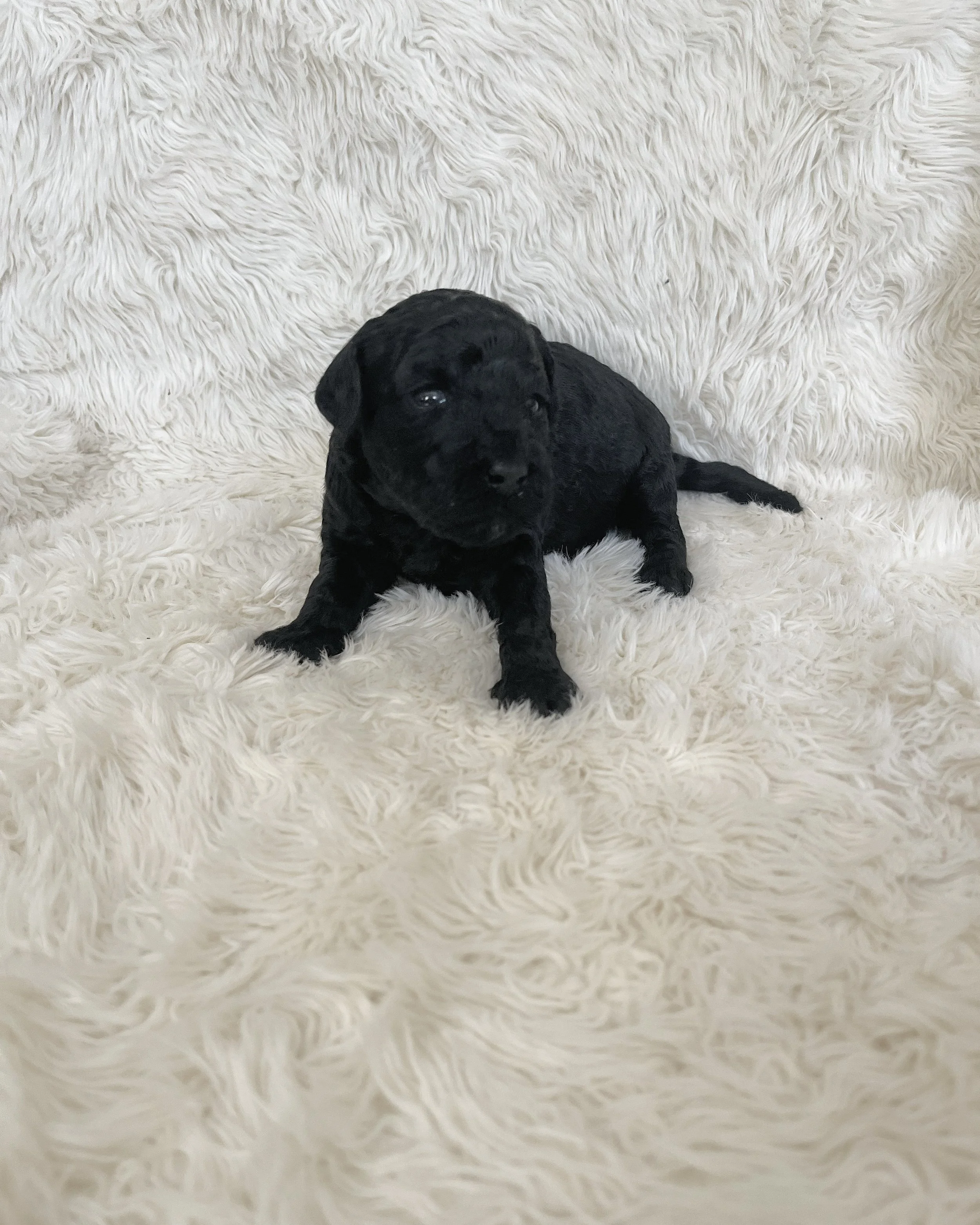 Luke |
Male | F1B |
Status: SOLD
Price: $1,400