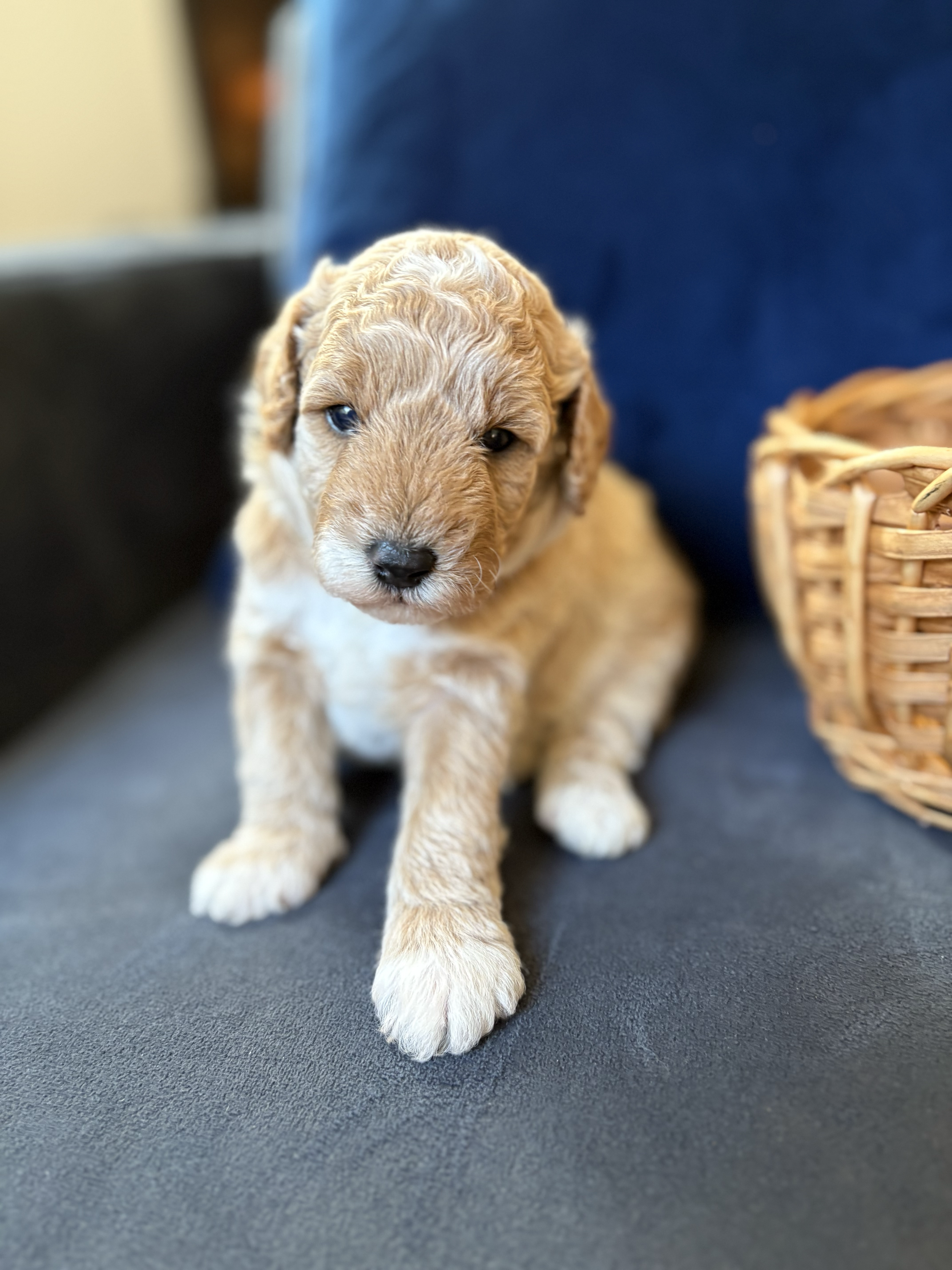 AVAILABLE! - Meet Joe (BOY)
Joe is one week old here. Just like your favorite cup of coffee, Joe is the perfect way to start your day. This handsome little pup is full of charm and is sure to become someone's loyal best friend.