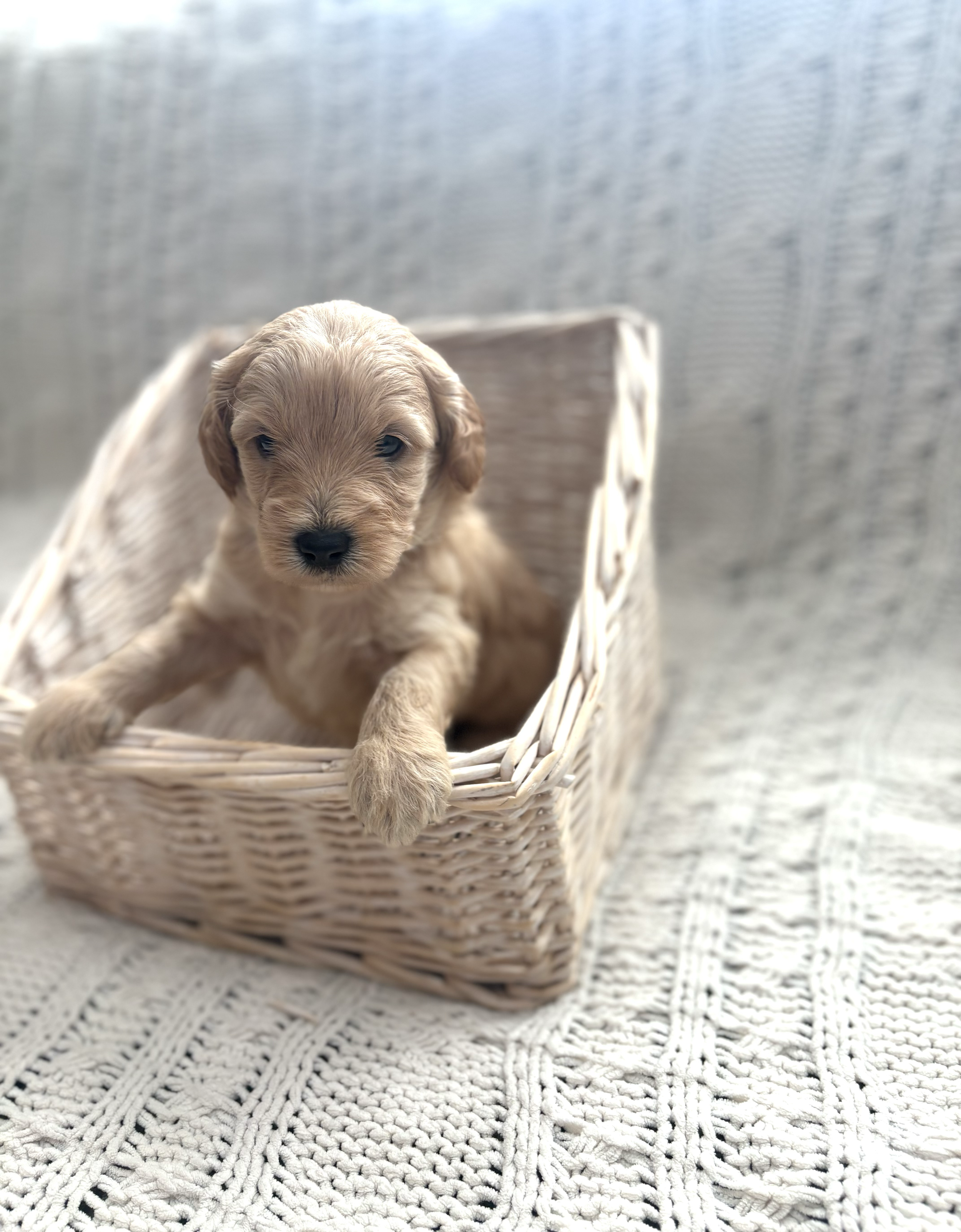 SOLD - Meet Tucker! A Honey colored Male 🍯. F1b Micro-Mini Goldendoodle. His current expected weight is between 12-17lbs. Price $1600. We’re now accepting deposits for him!