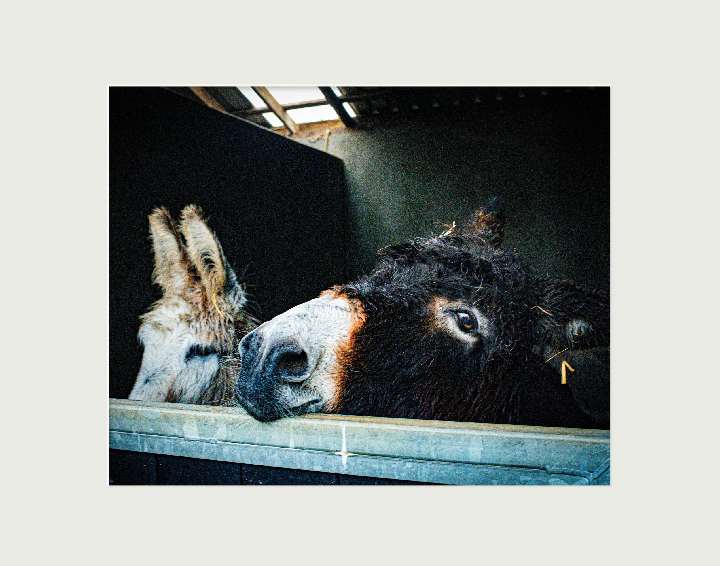 Hullo: Donegal Donkey Sanctuary