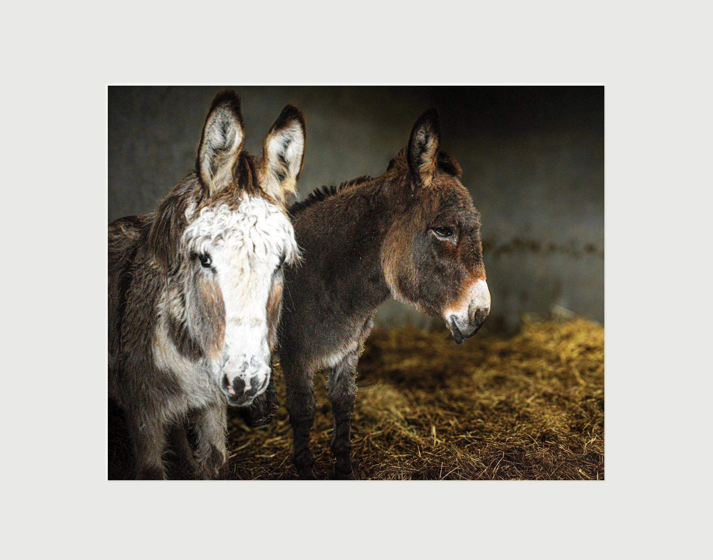 Mates: Donegal Donkey Sanctuary