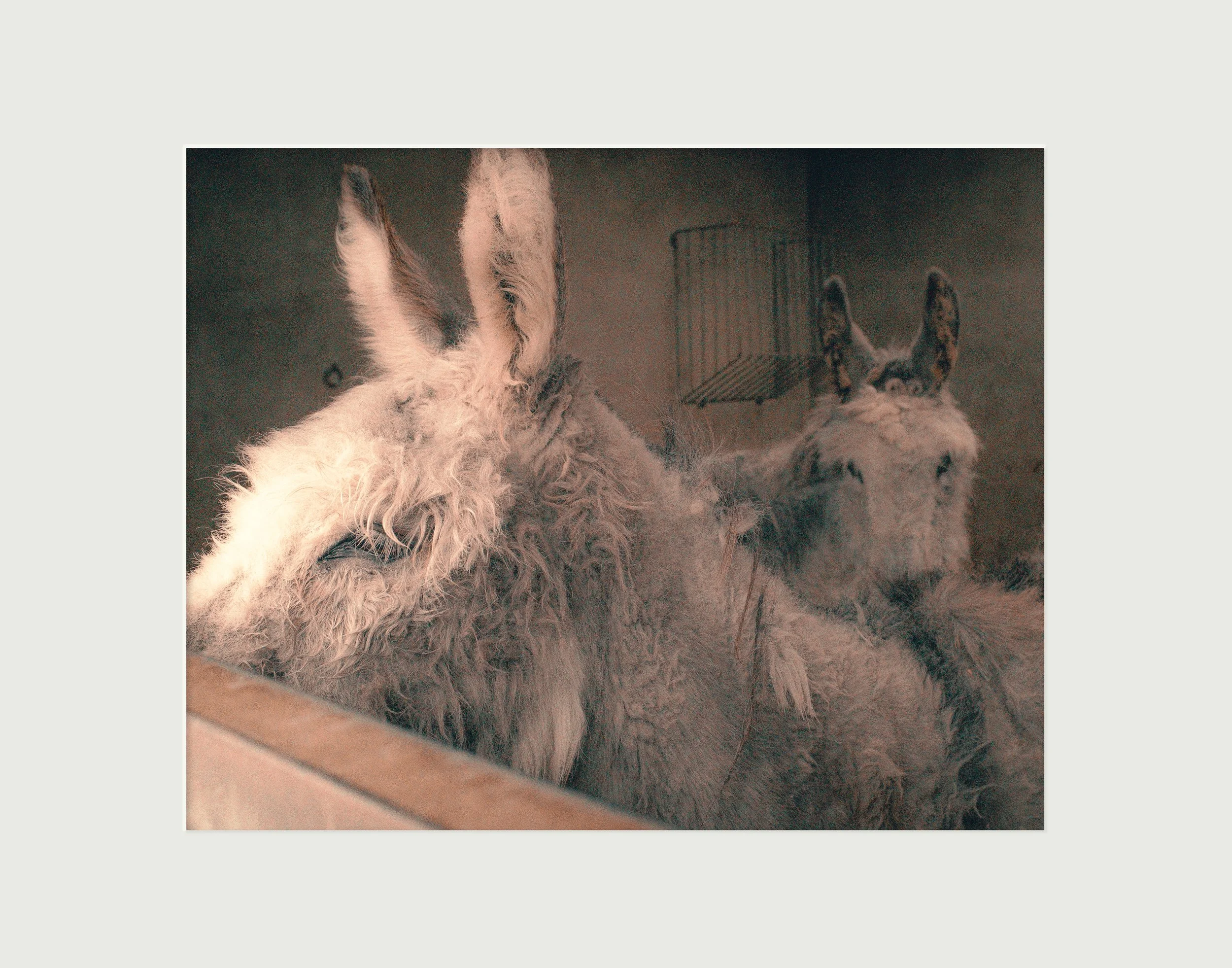 19.DonkeyWooly.jpg