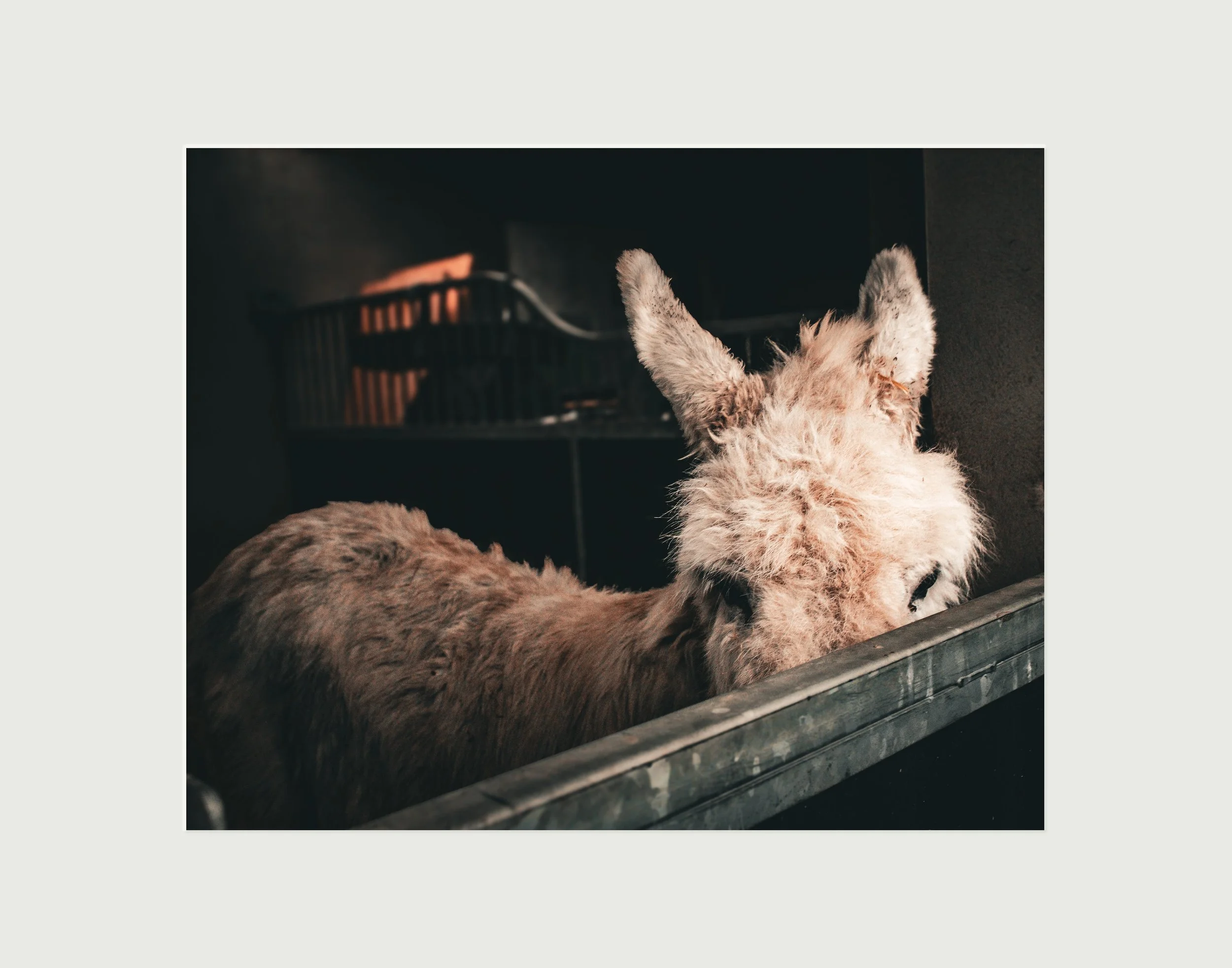 20.DonkeyShy.jpg
