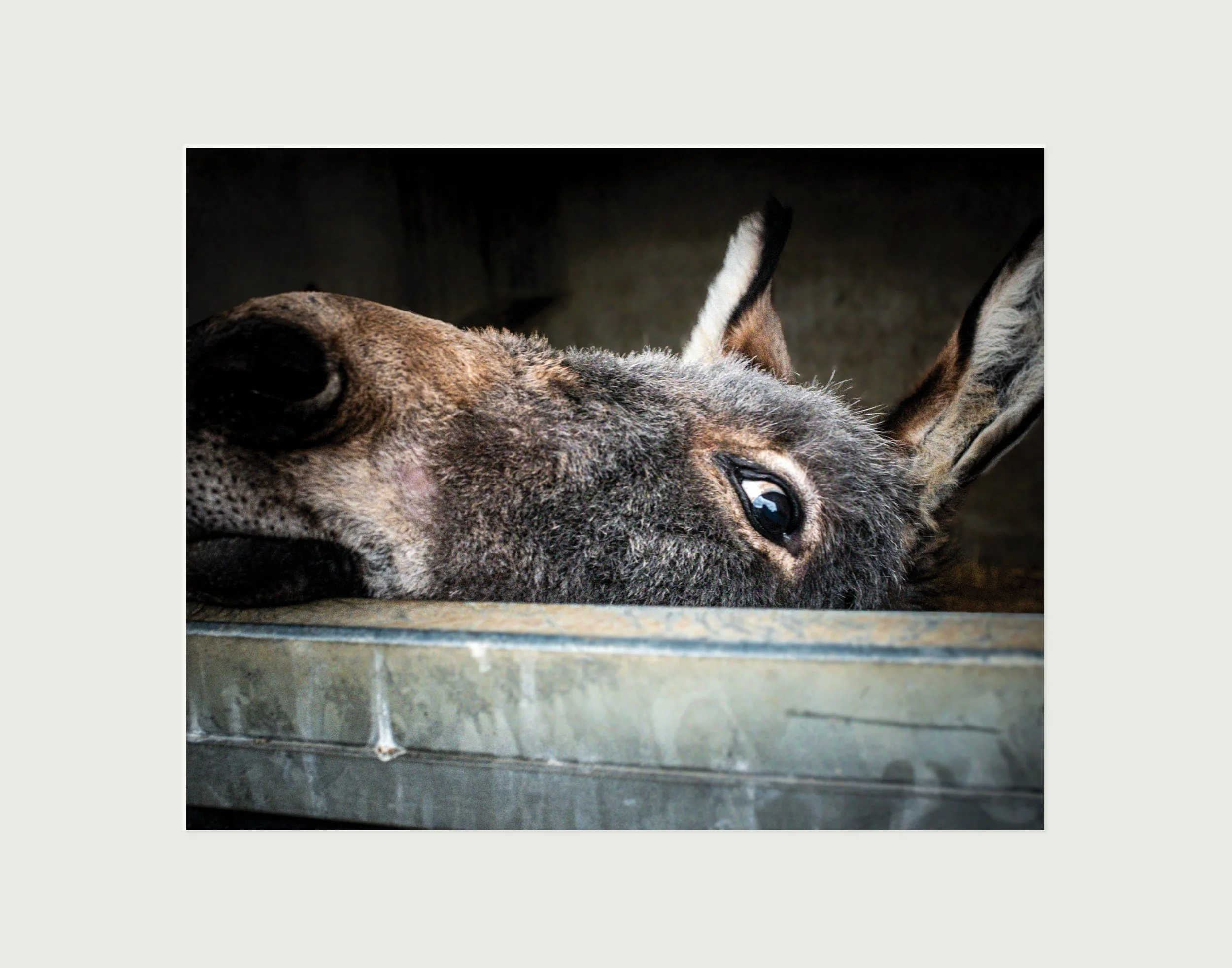 Curious: Donegal Donkey Sanctuary