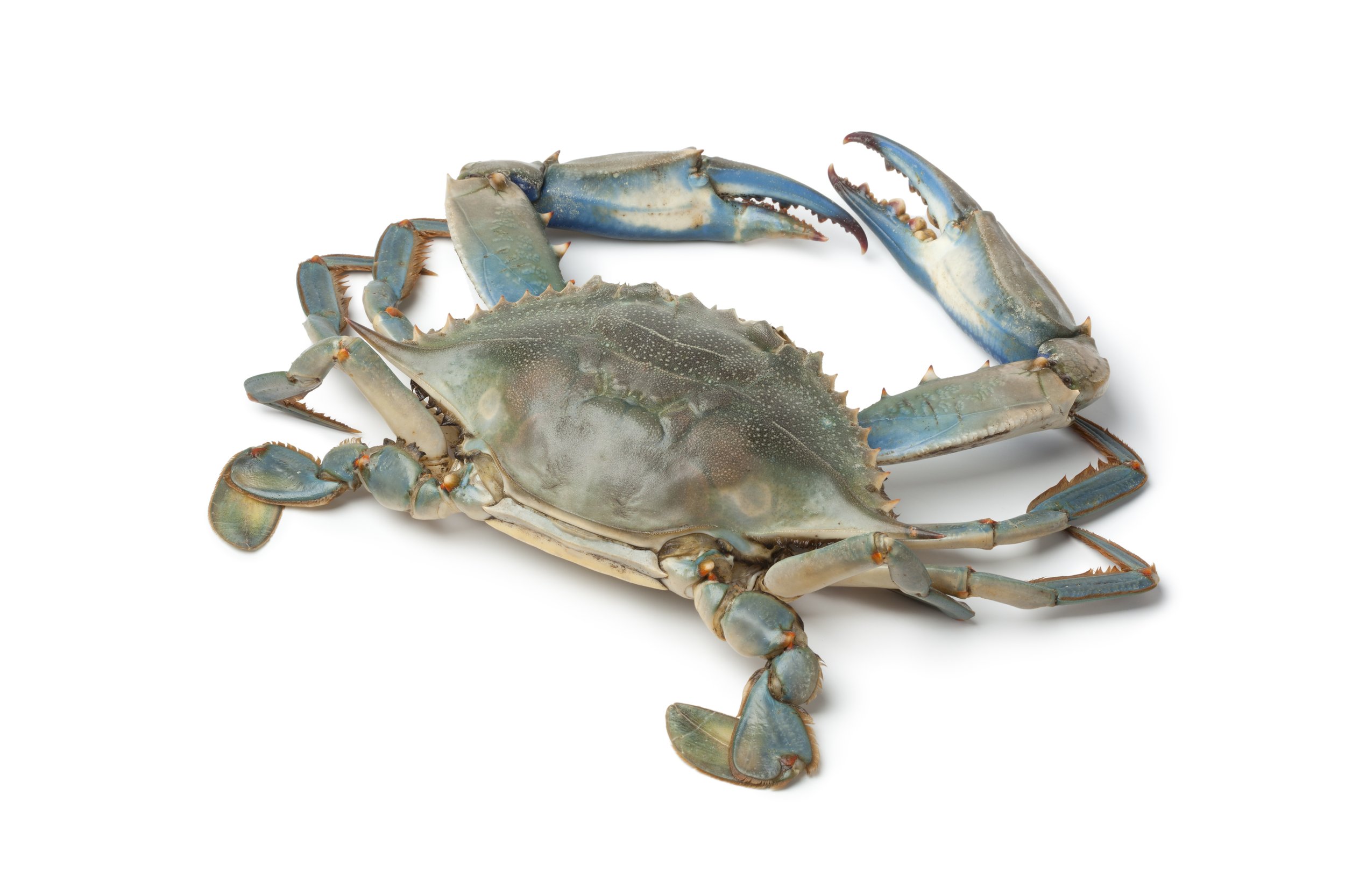 Live Crab