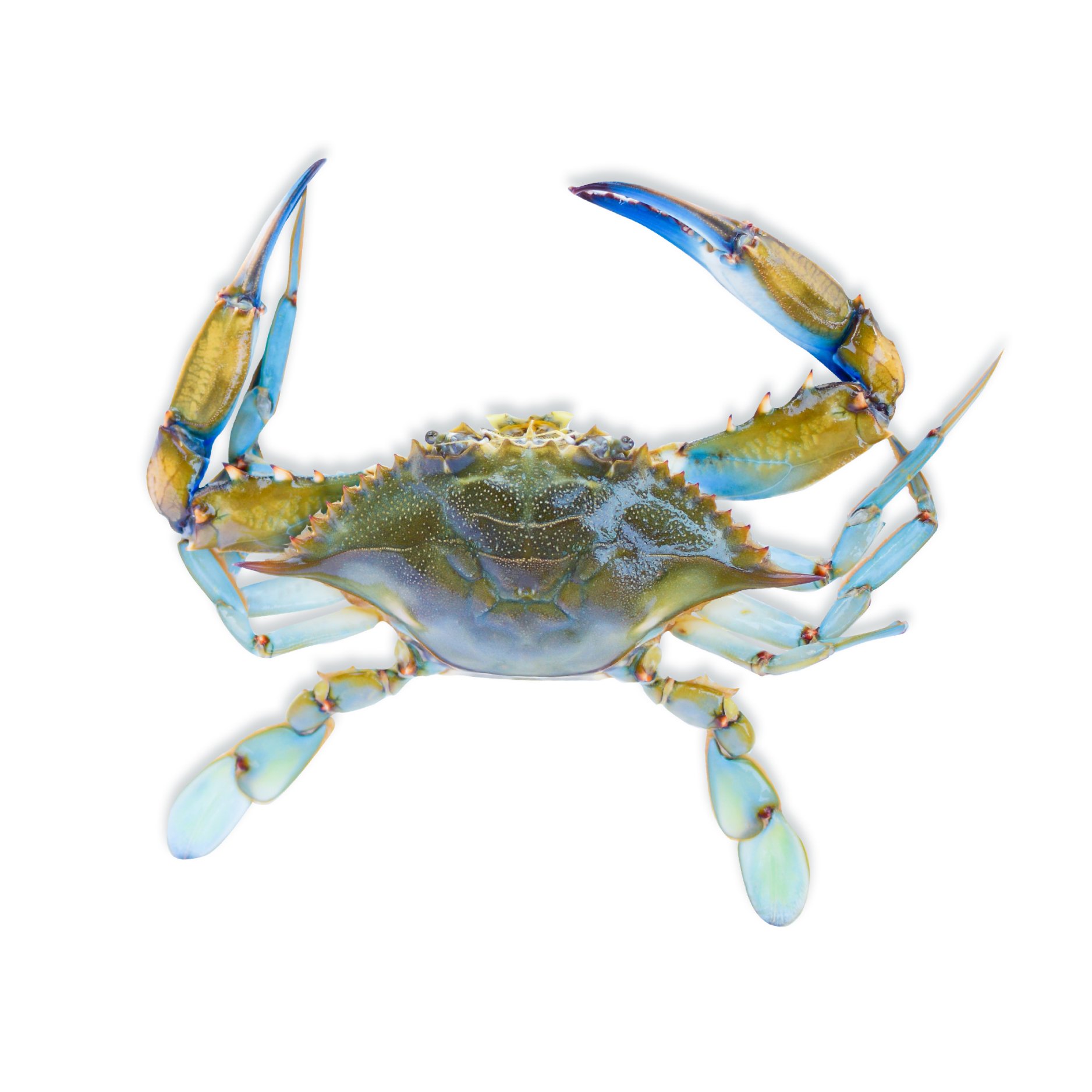 Soft Shell