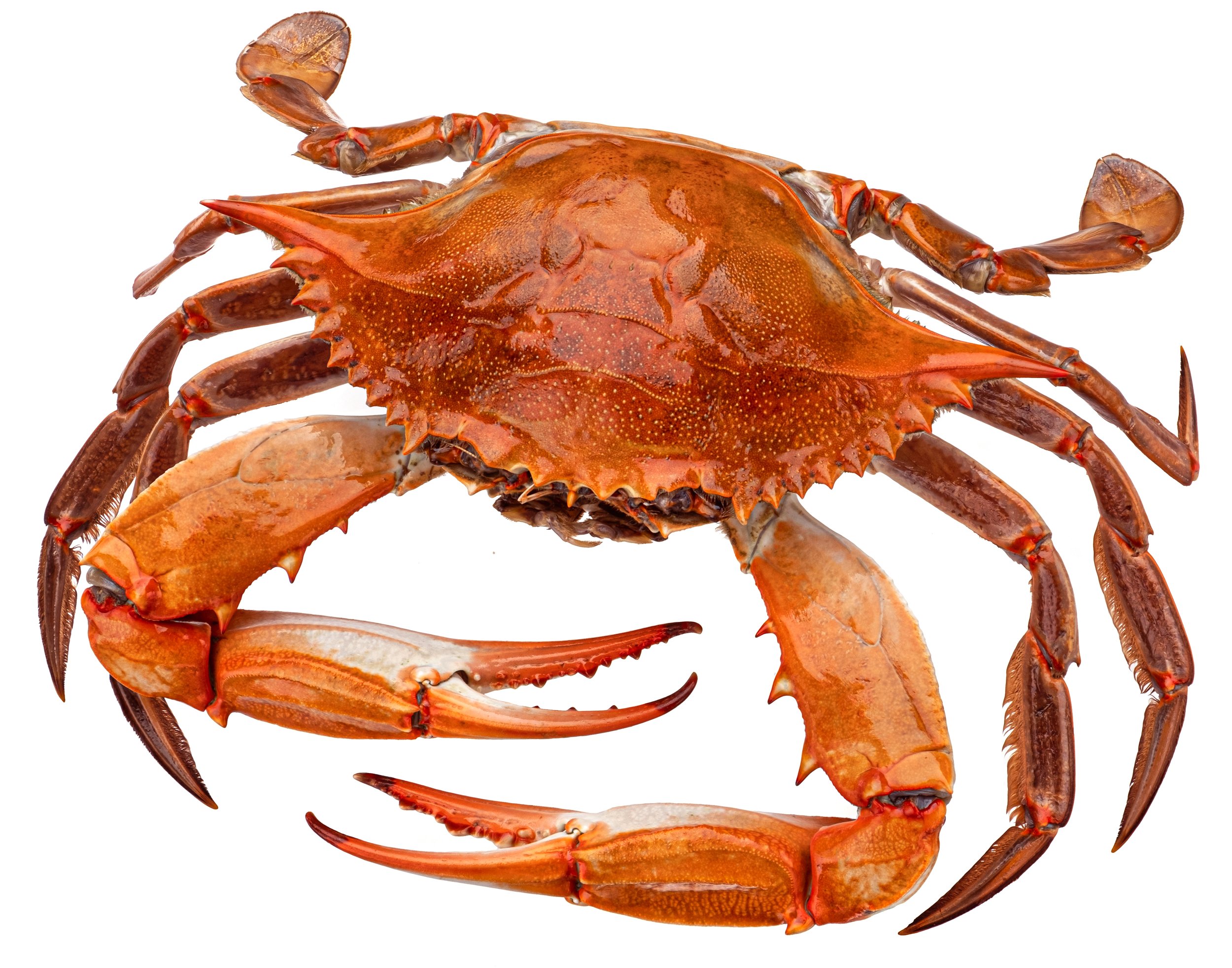 Steamed Whole Crab