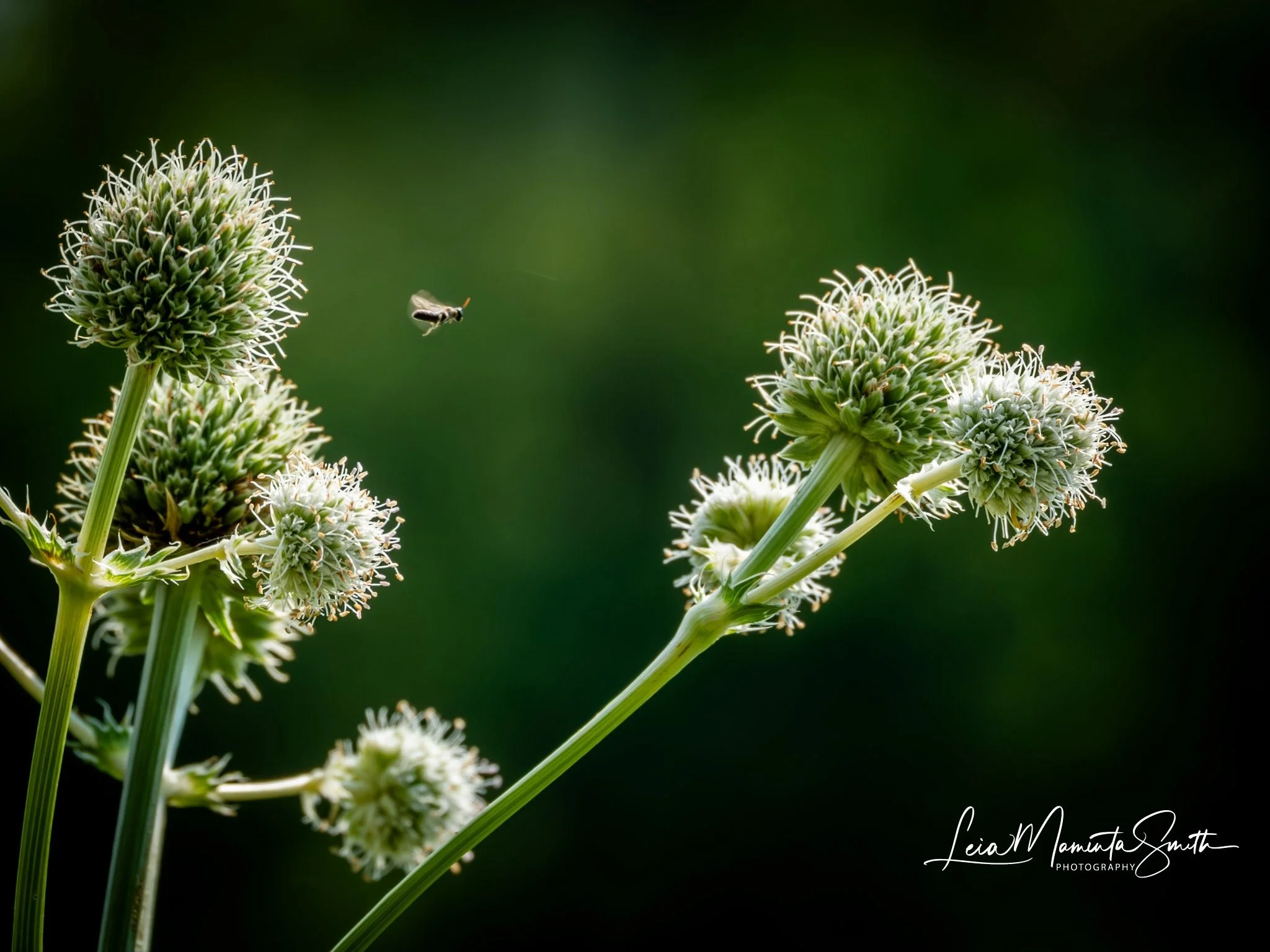 Insect in flight!