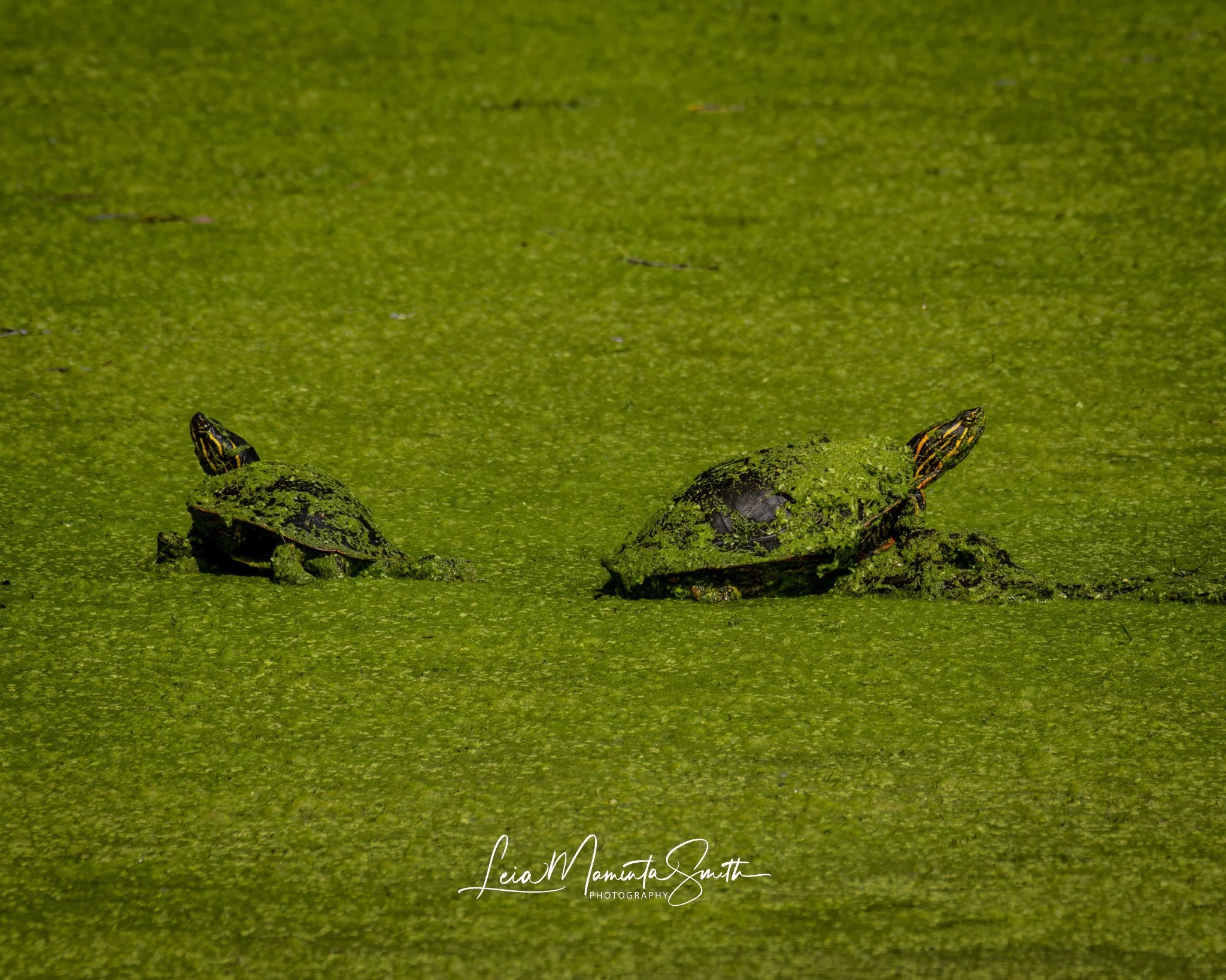 Turtles!