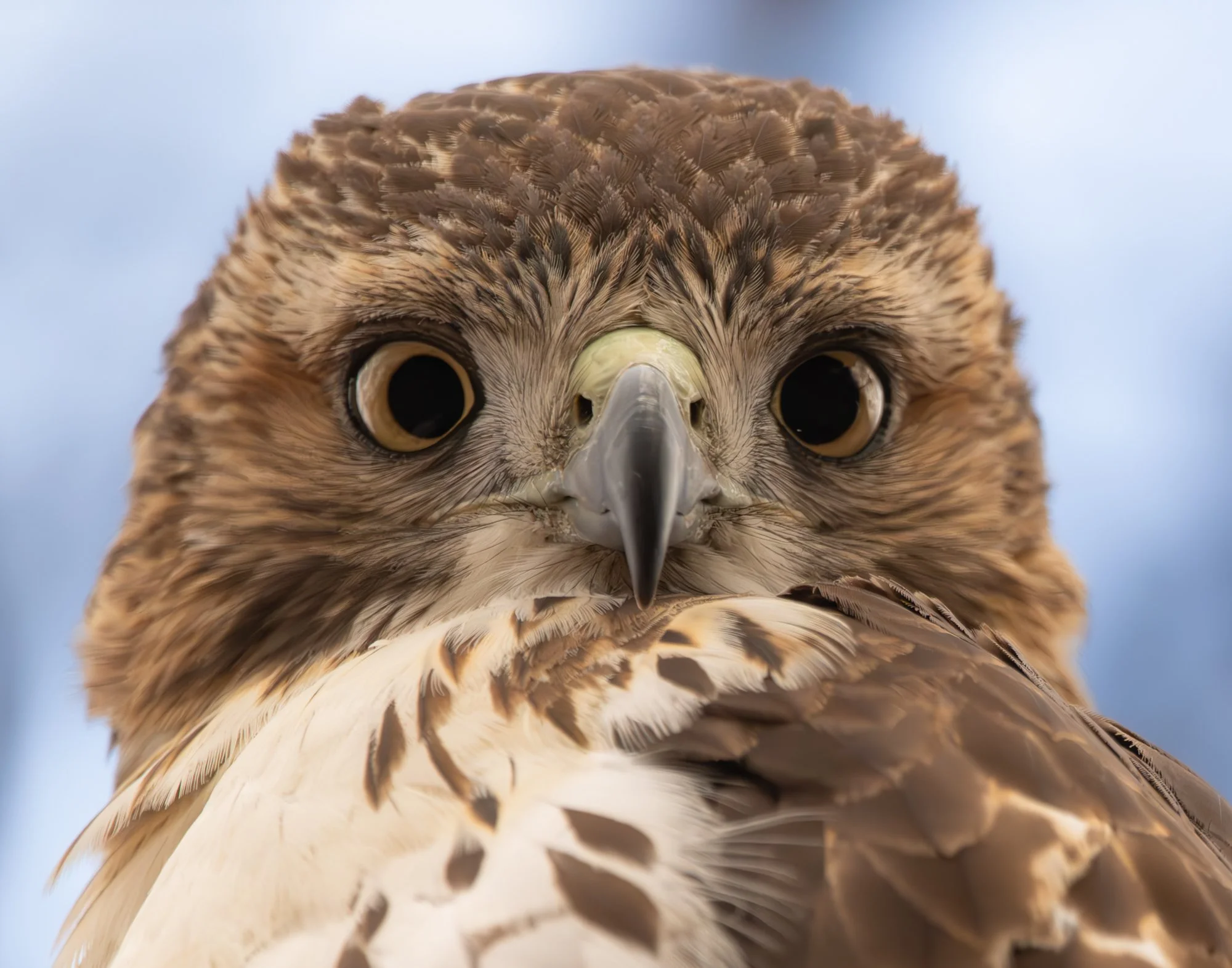 HawkCloseup-2k.jpg
