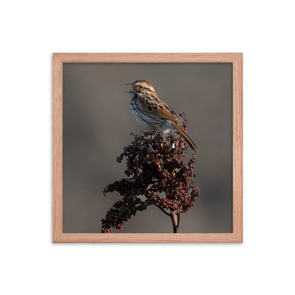 enhanced-matte-paper-framed-poster-(in)-red-oak-14x14-transparent-66352bdb4fa1f.jpg