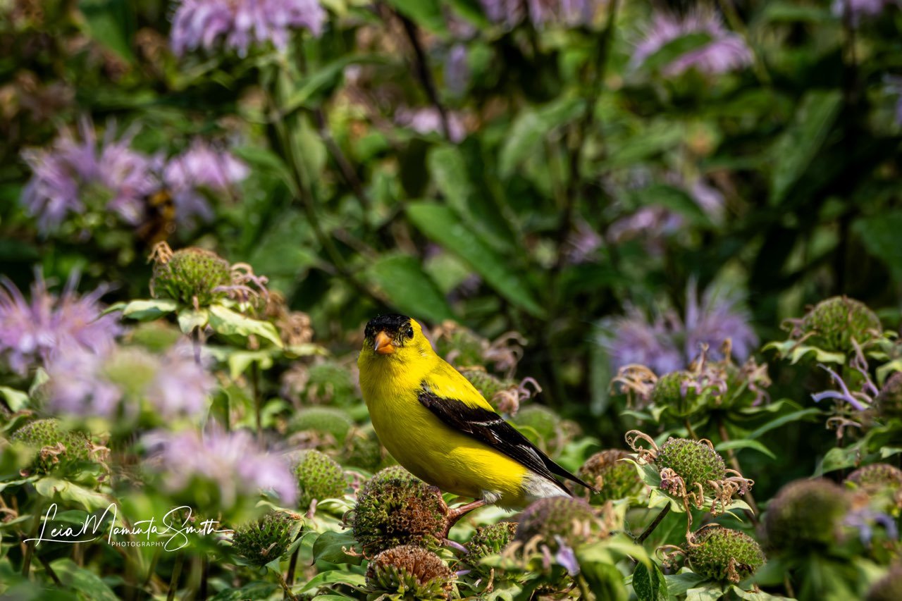 Goldfinch surrounded by sun washed flowers